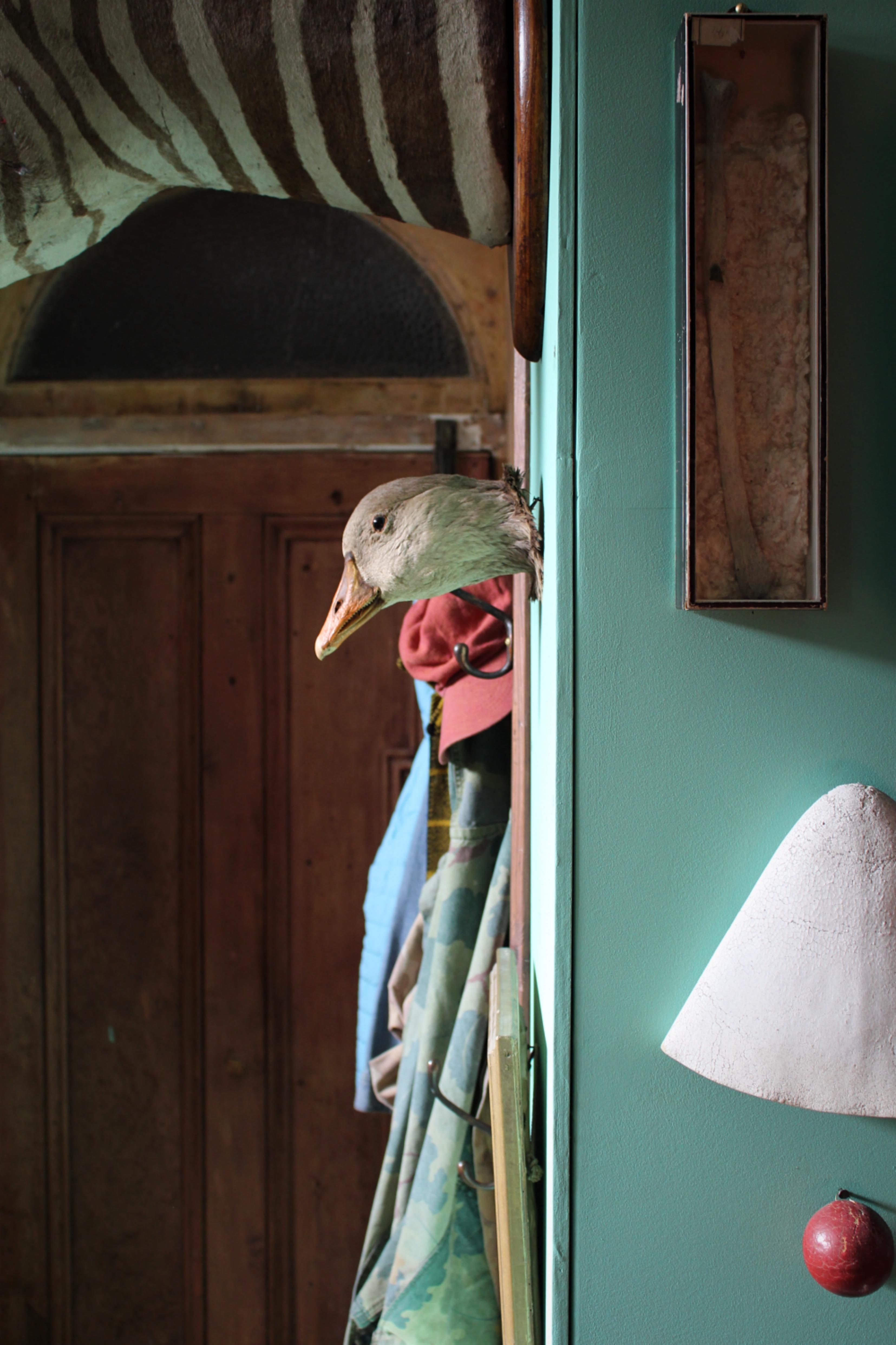 19th Century Curios Taxidermy Head Mount English Adult Goose For Sale 1