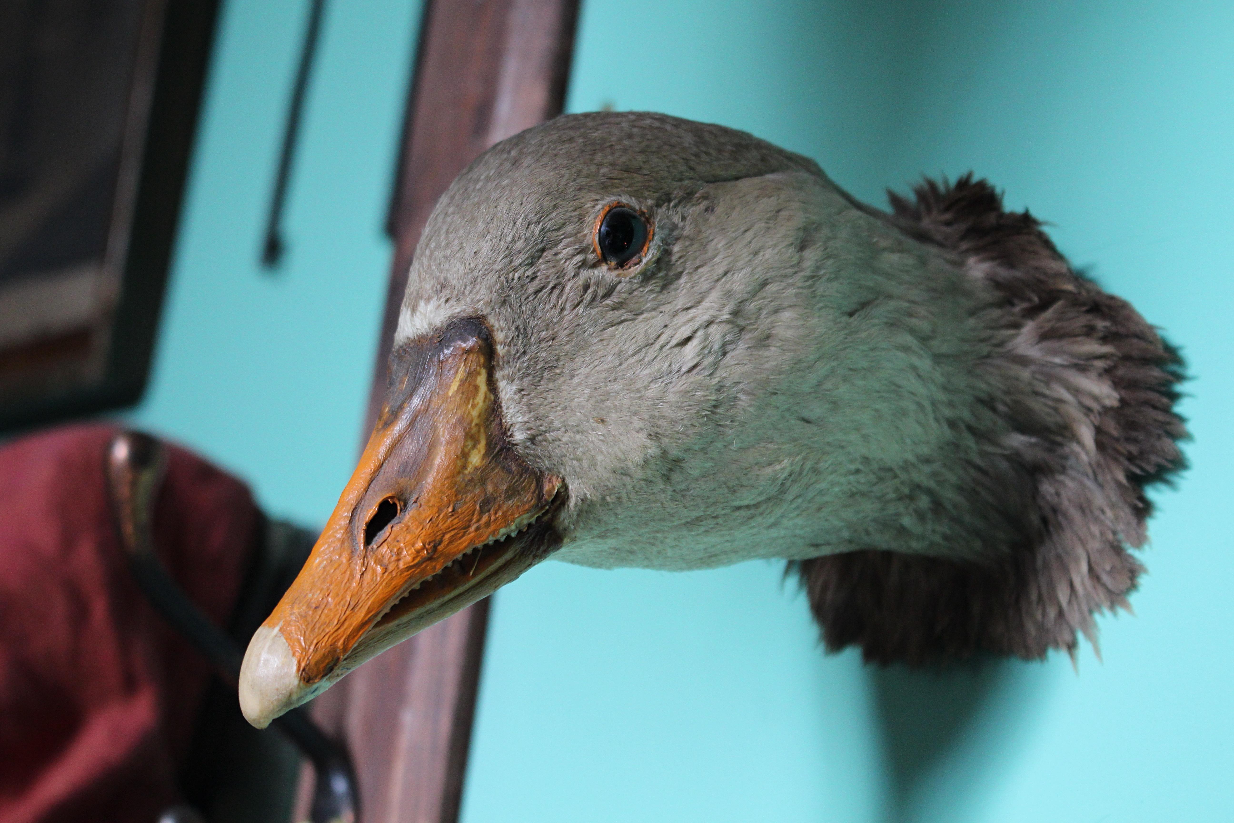 19th Century Curios Taxidermy Head Mount English Adult Goose For Sale 3