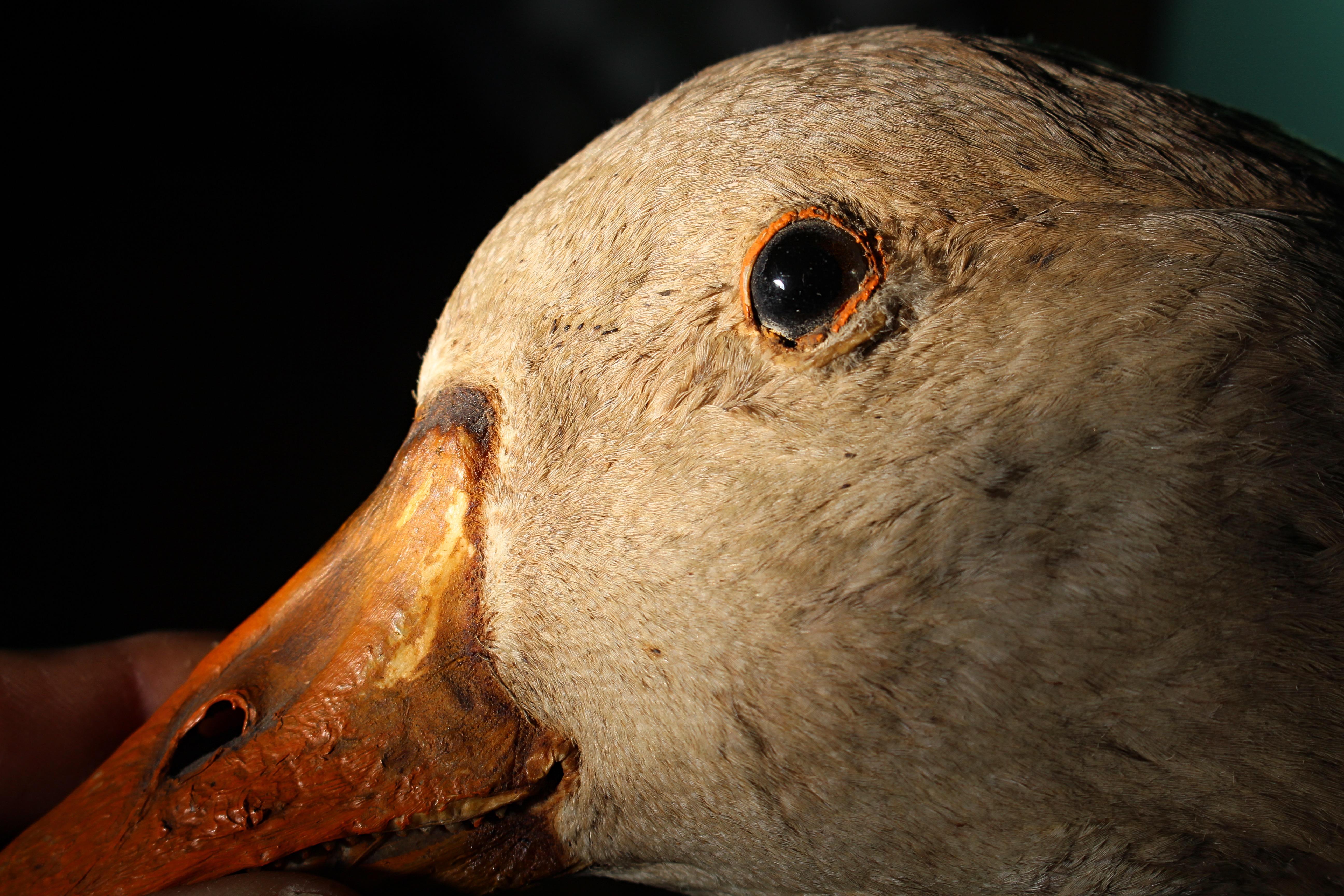 19th Century Curios Taxidermy Head Mount English Adult Goose For Sale 4