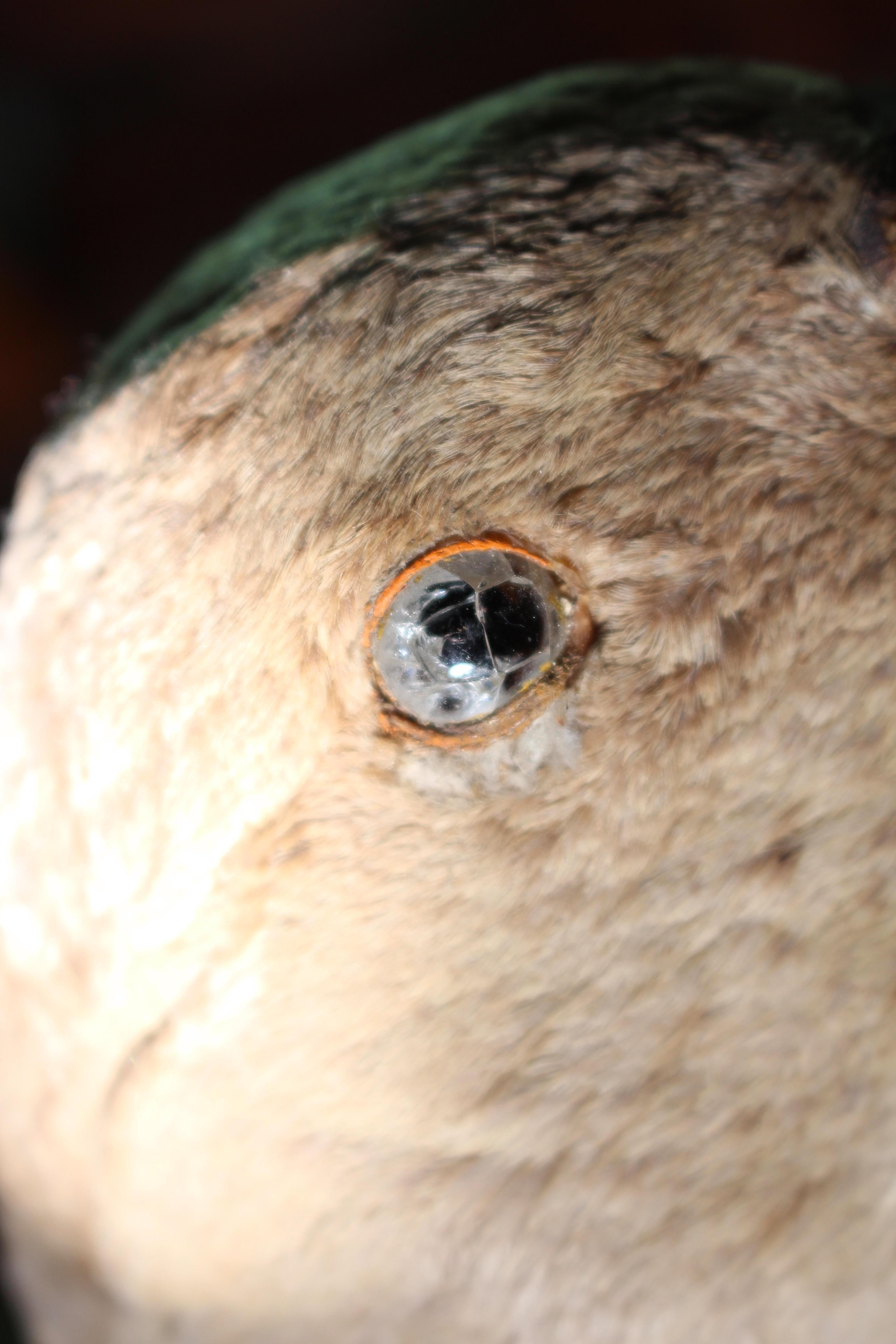 19th Century Curios Taxidermy Head Mount English Adult Goose For Sale 5