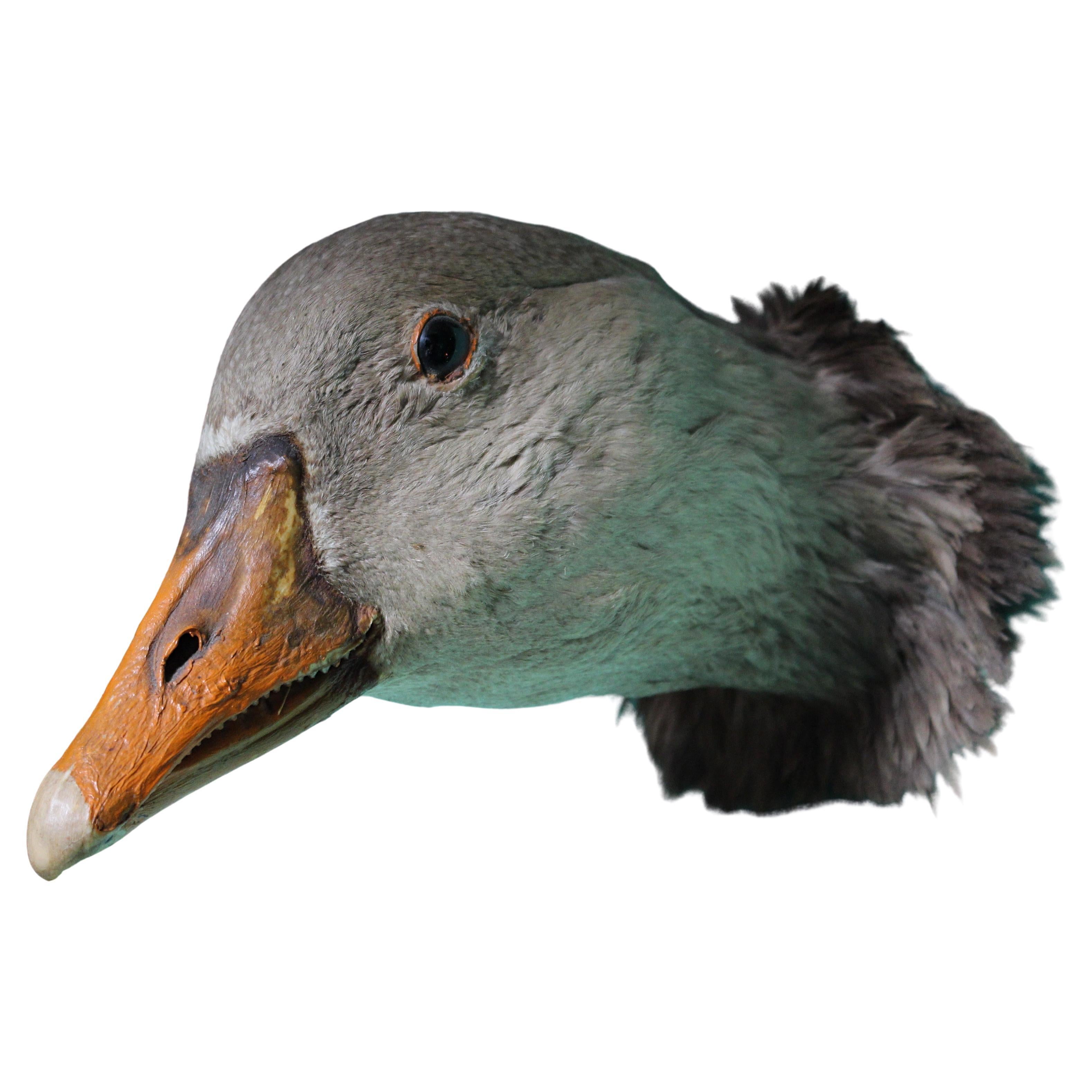 19th Century Curios Taxidermy Head Mount English Adult Goose
