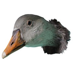 19th Century Curios Taxidermy Head Mount English Adult Goose