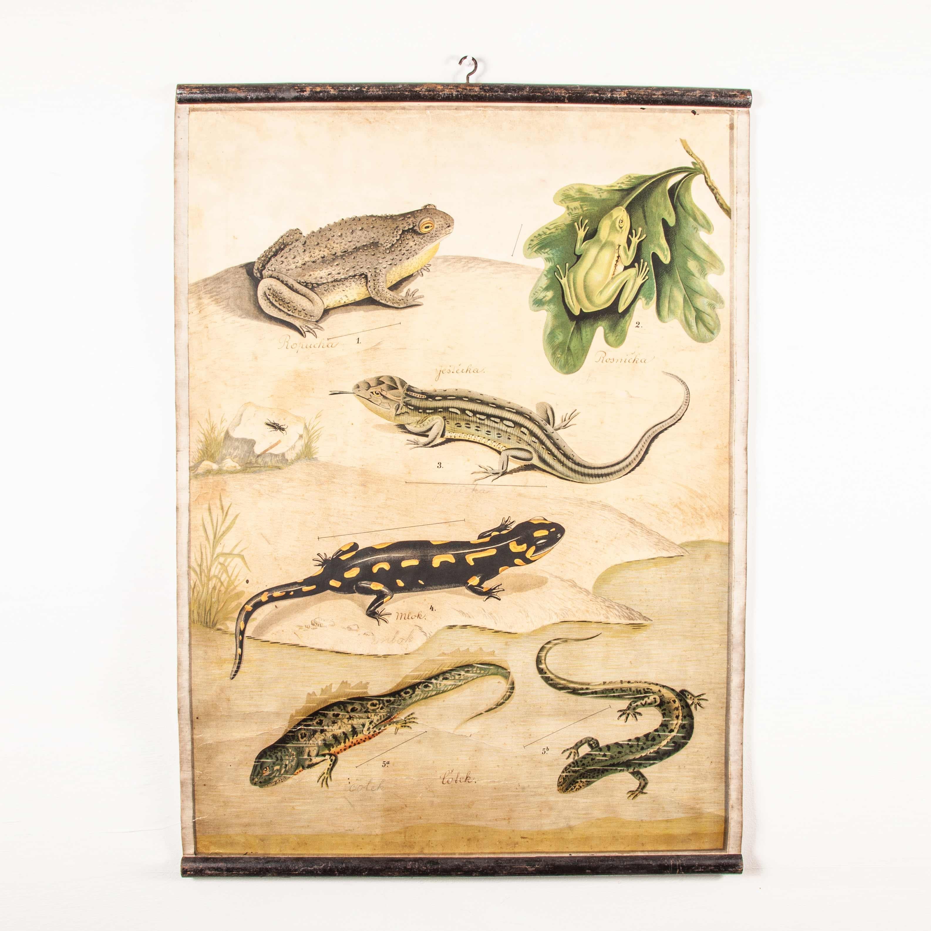 tableau éducatif tchécoslovaque du 19e siècle sur les amphibiens en vente 4