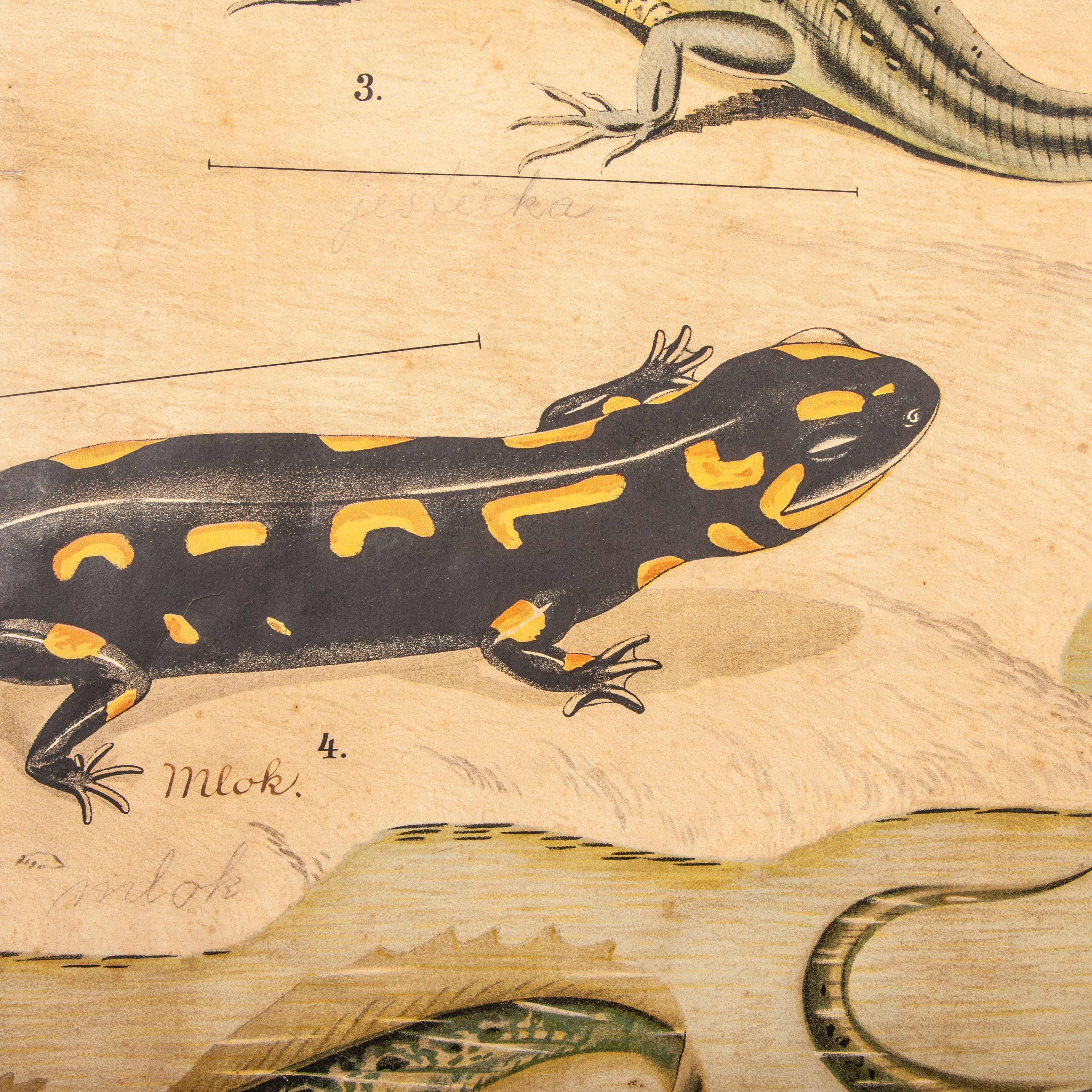 Tchèque tableau éducatif tchécoslovaque du 19e siècle sur les amphibiens en vente