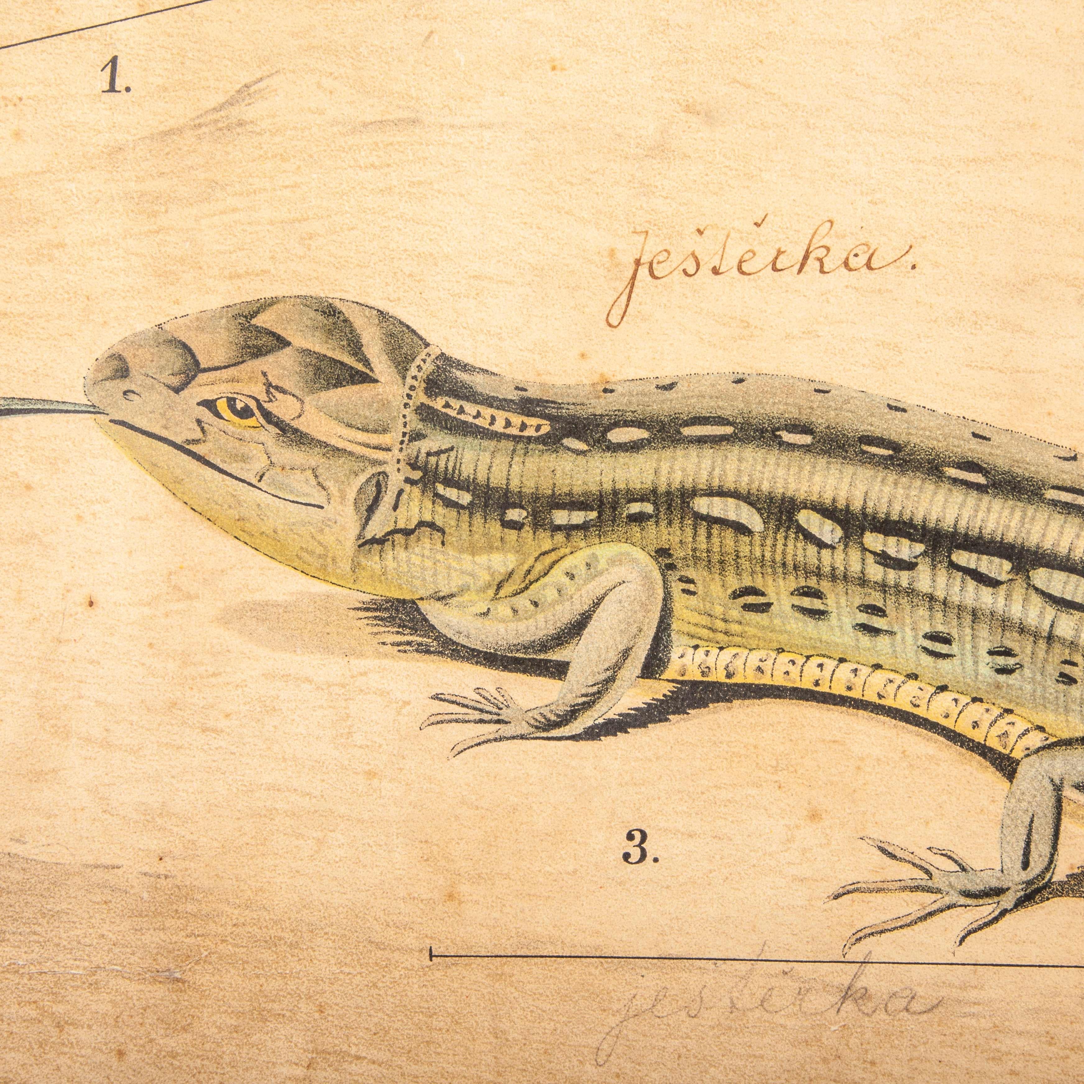 tableau éducatif tchécoslovaque du 19e siècle sur les amphibiens Bon état - En vente à Hook, Hampshire