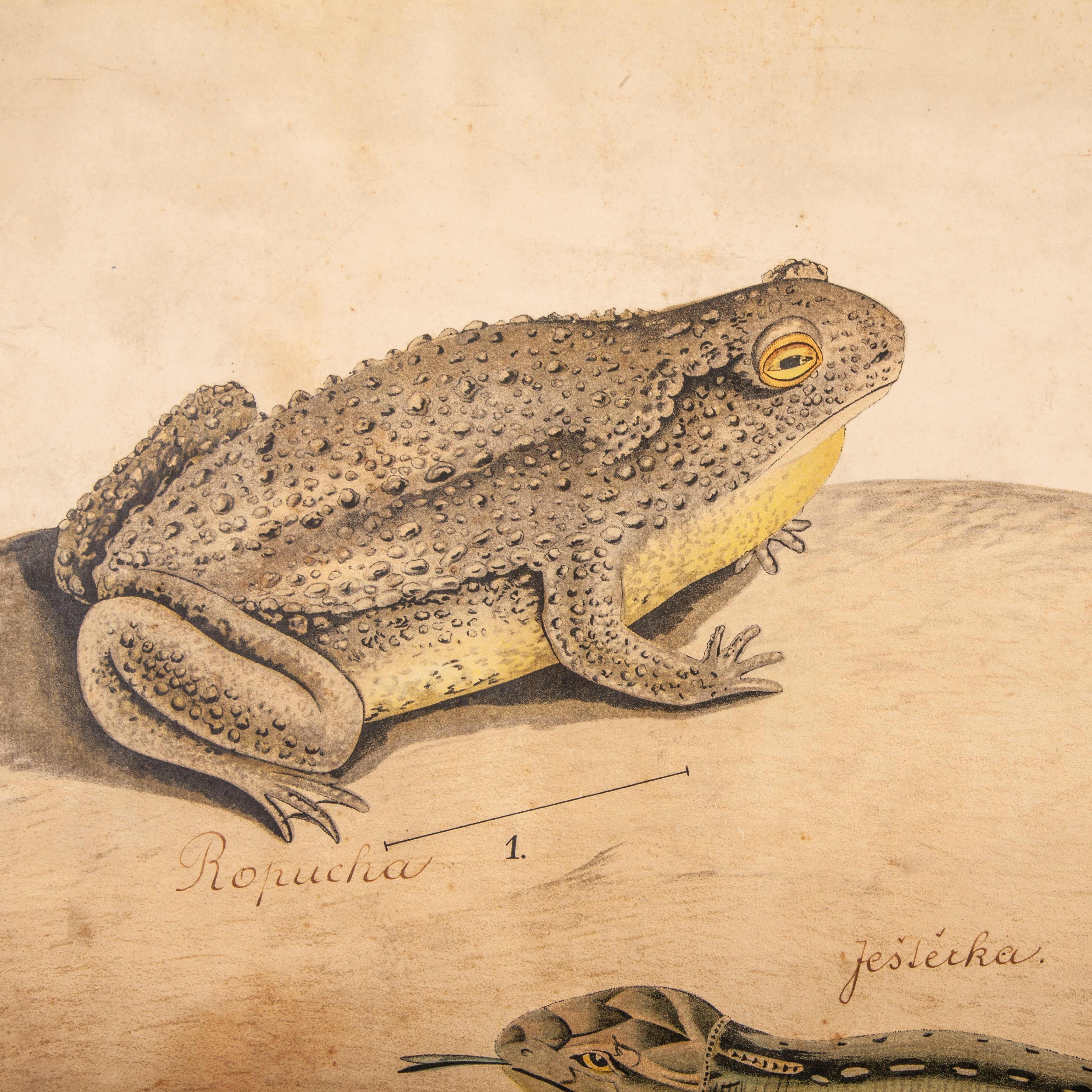 Wood 19th Century Czechoslovakian Educational Chart of Amphibians For Sale
