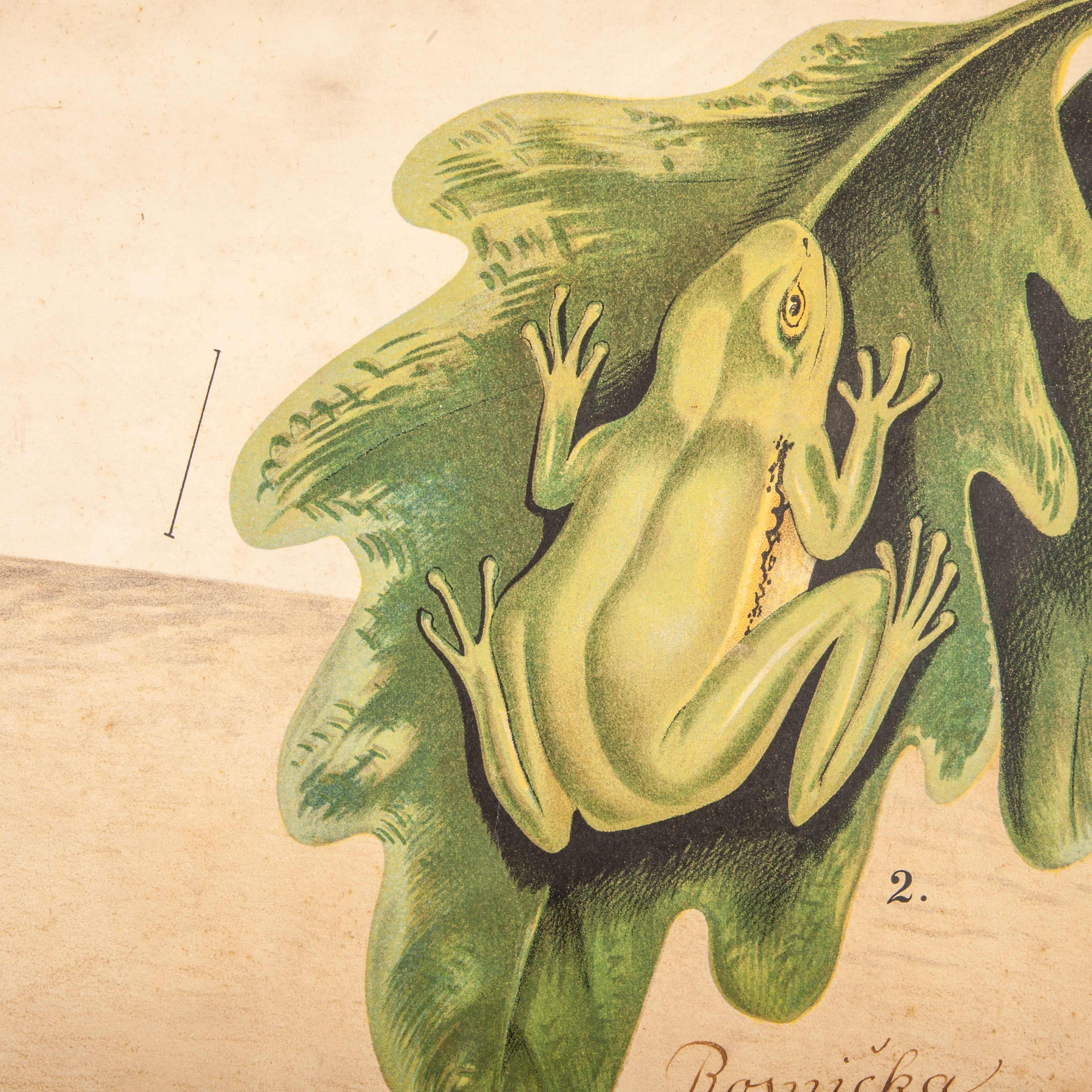 Bois tableau éducatif tchécoslovaque du 19e siècle sur les amphibiens en vente