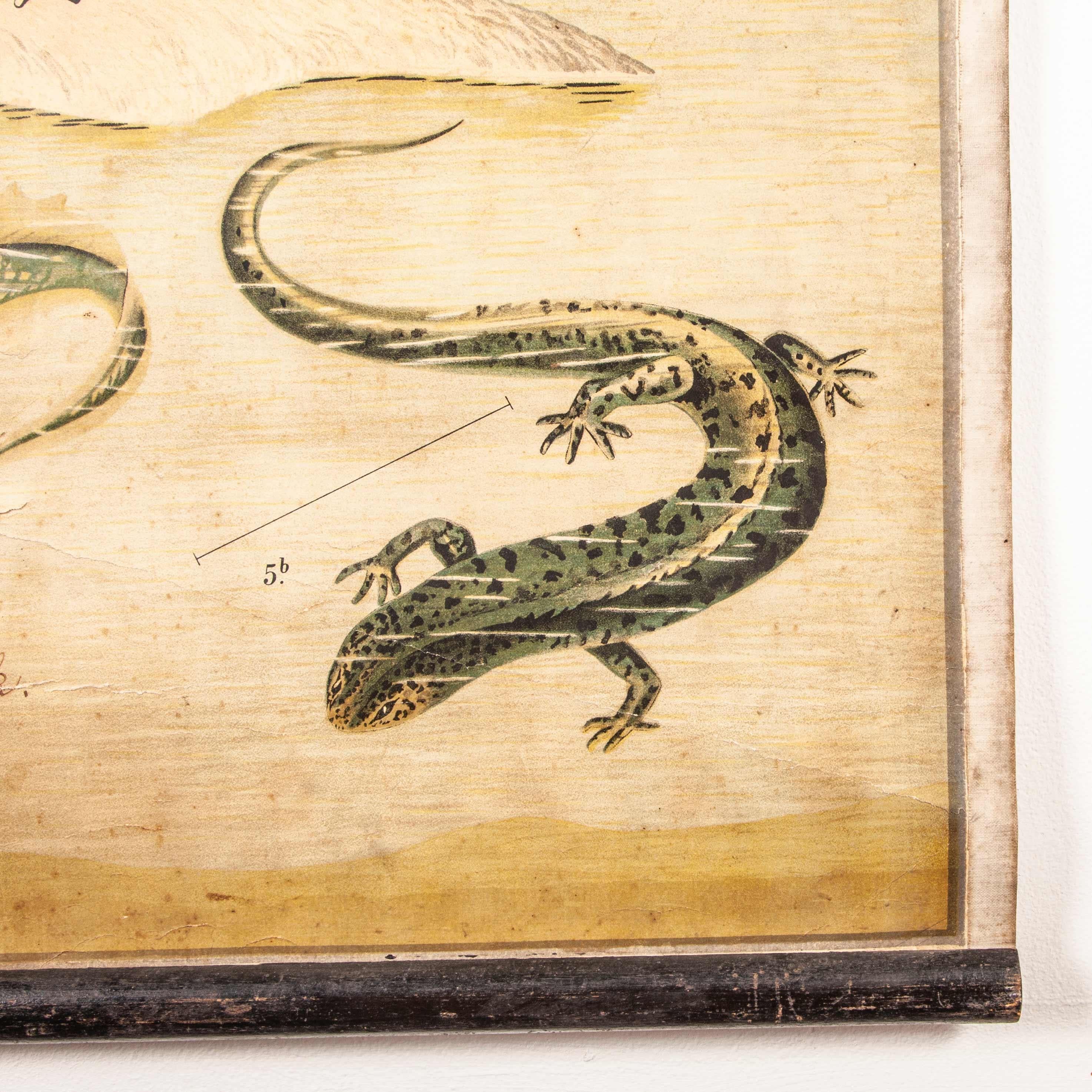 tableau éducatif tchécoslovaque du 19e siècle sur les amphibiens en vente 1