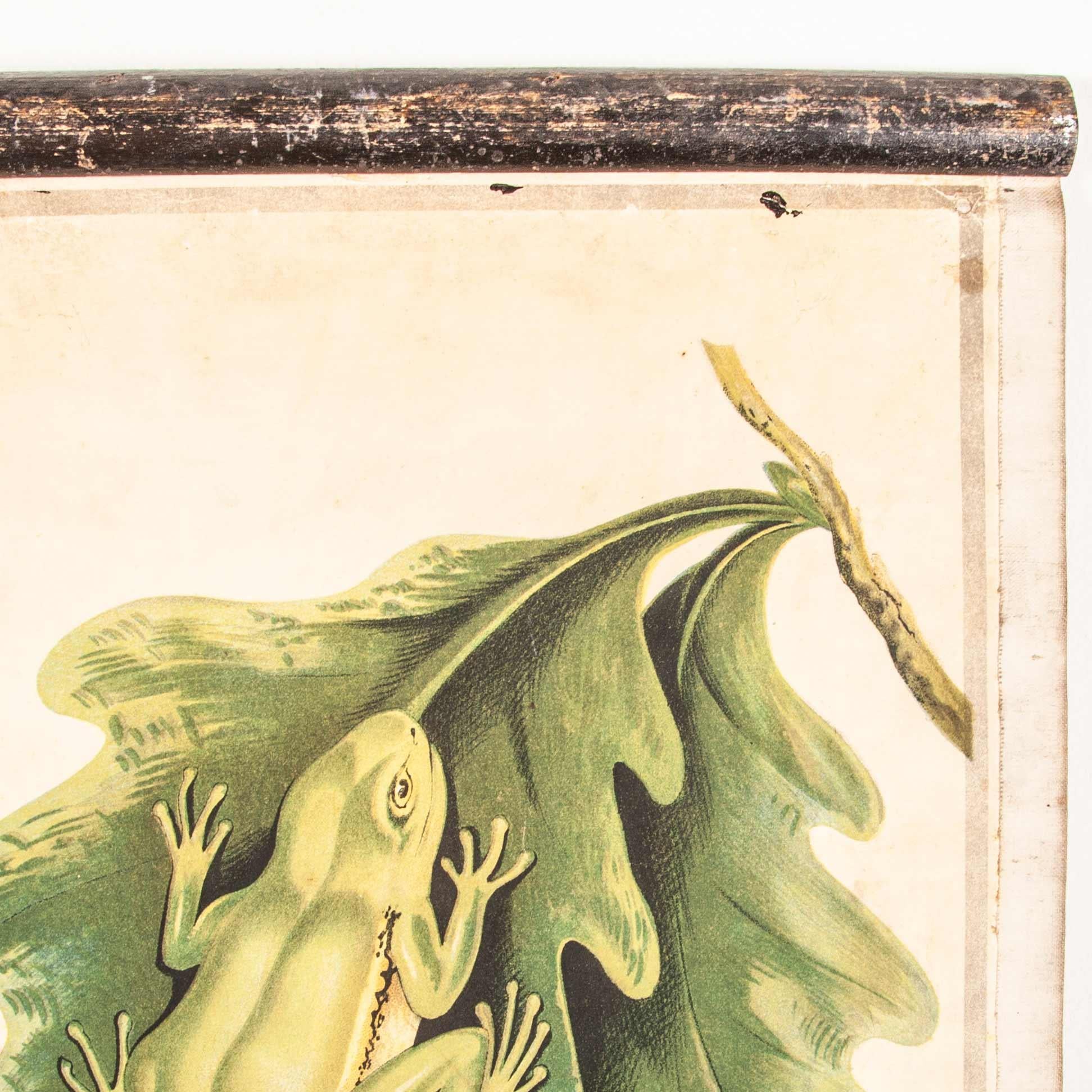 tableau éducatif tchécoslovaque du 19e siècle sur les amphibiens en vente 2