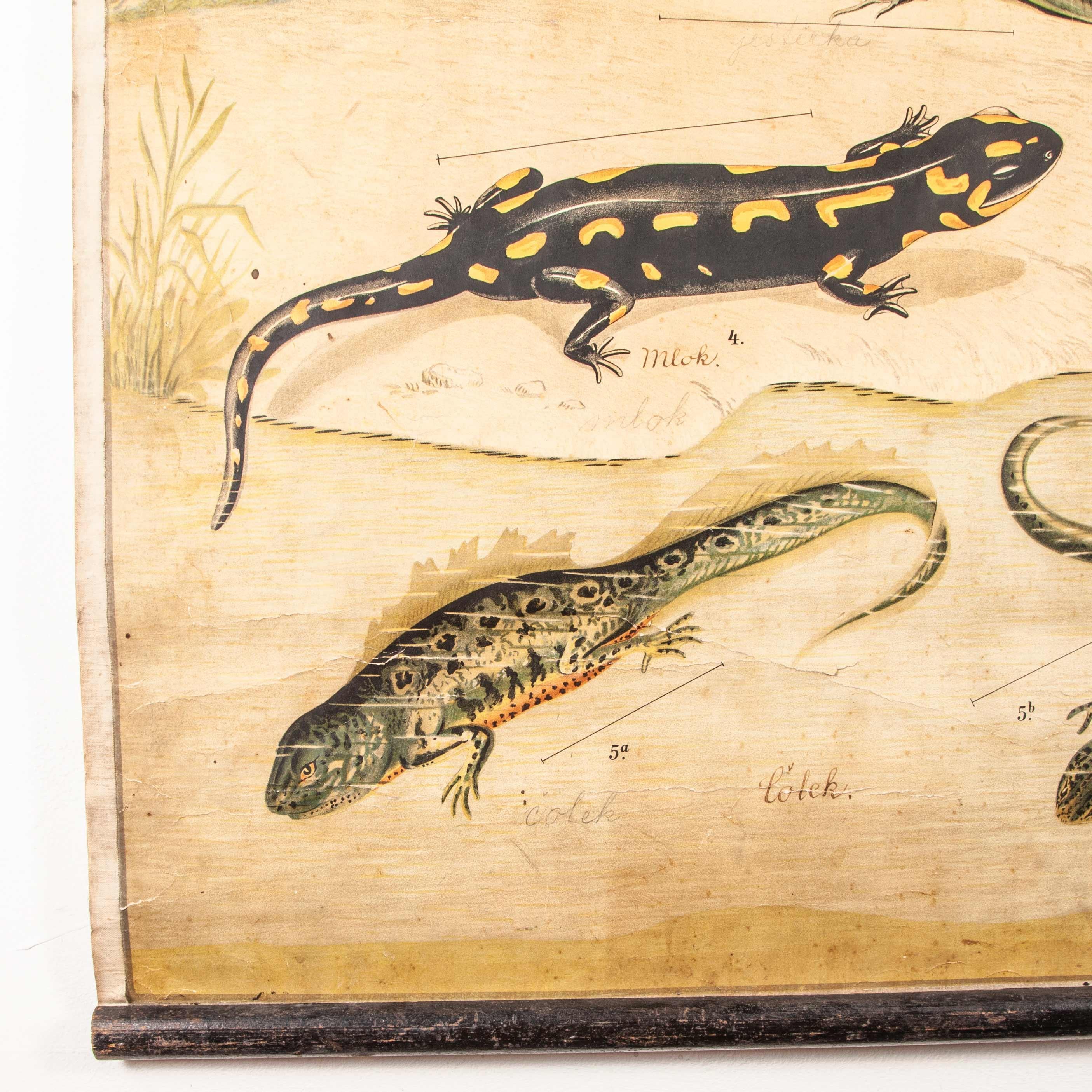 tableau éducatif tchécoslovaque du 19e siècle sur les amphibiens en vente 3