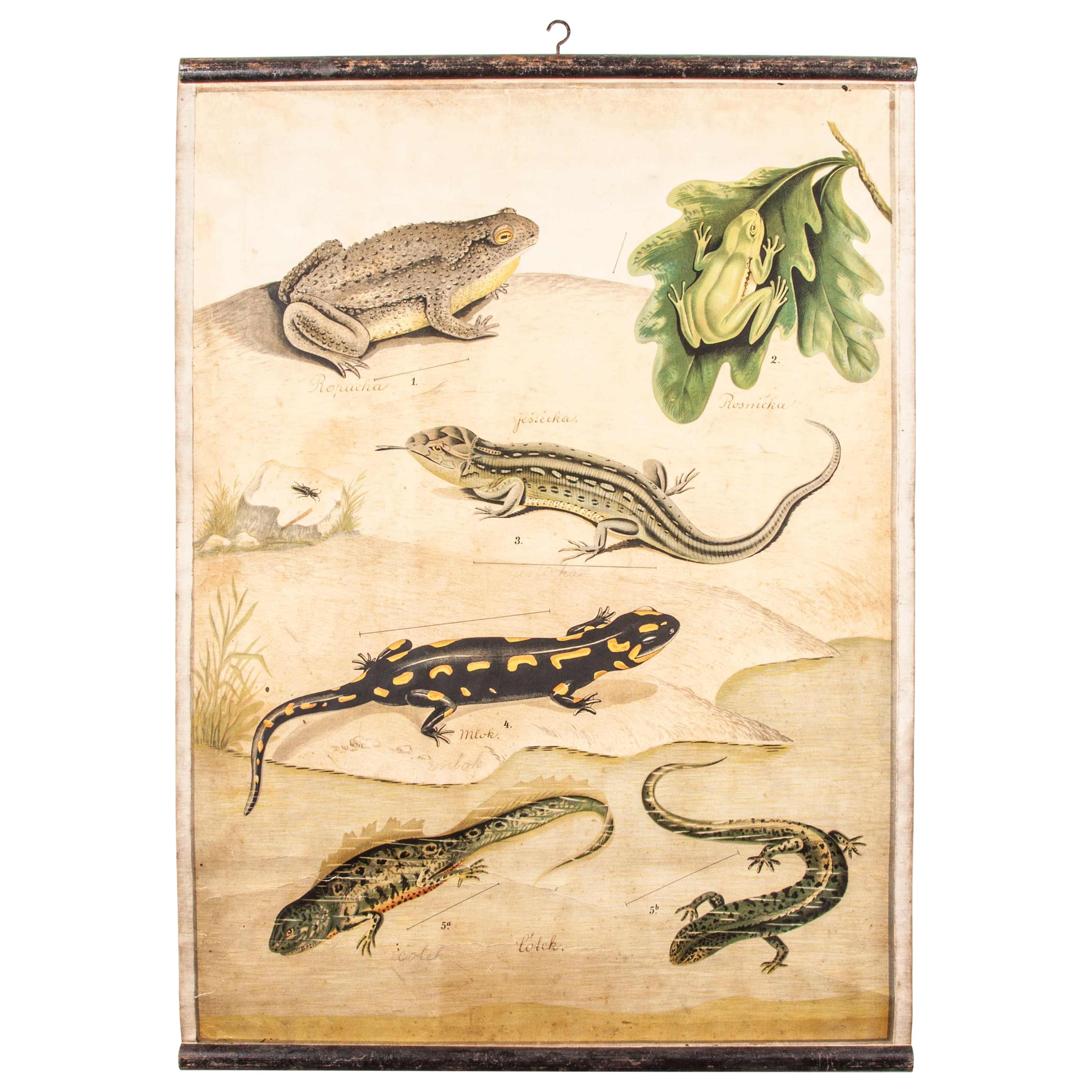 tableau éducatif tchécoslovaque du 19e siècle sur les amphibiens en vente