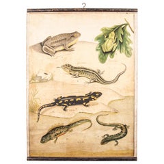 Antique 19th Century Czechoslovakian Educational Chart of Amphibians