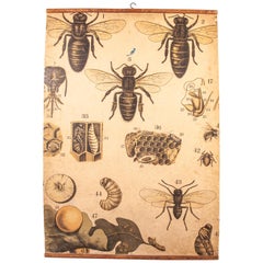 19th Century Czechoslovakian Educational Chart of Bees, Queen Bees and Larvae