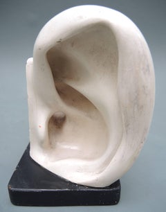 19th Century Didactic Anatomical Model of the Ear by Bock-Steger Lips