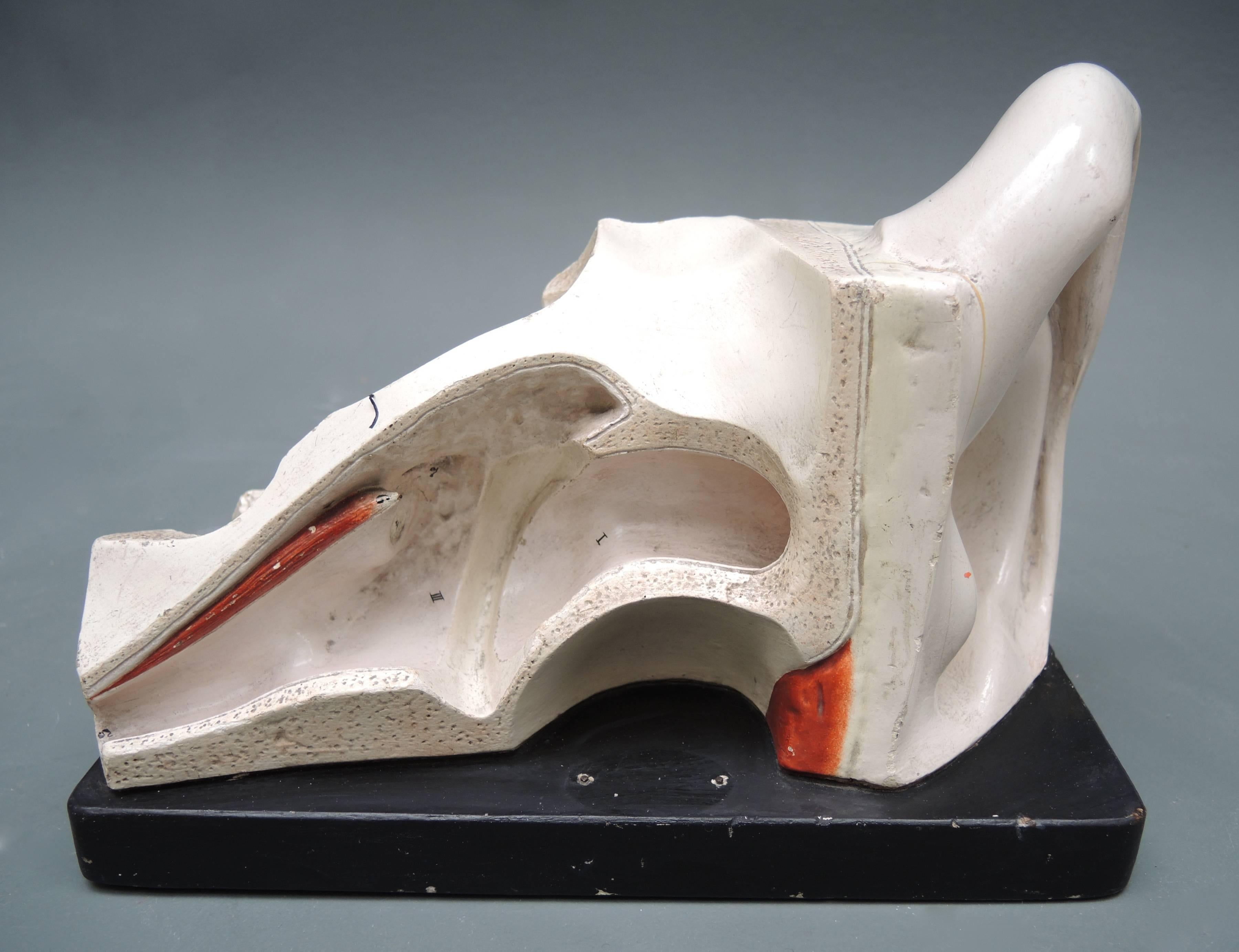 Cast 19th Century Didactic Anatomical Model of the Ear by Bock-Steger Lips For Sale
