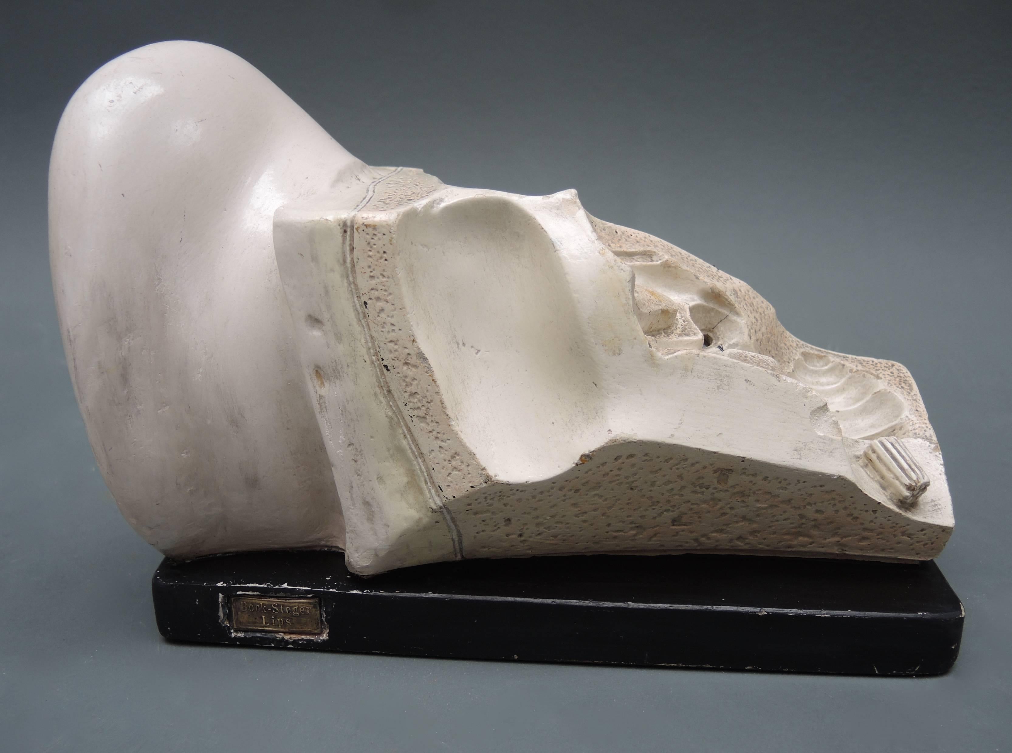 19th Century Didactic Anatomical Model of the Ear by Bock-Steger Lips For Sale 1