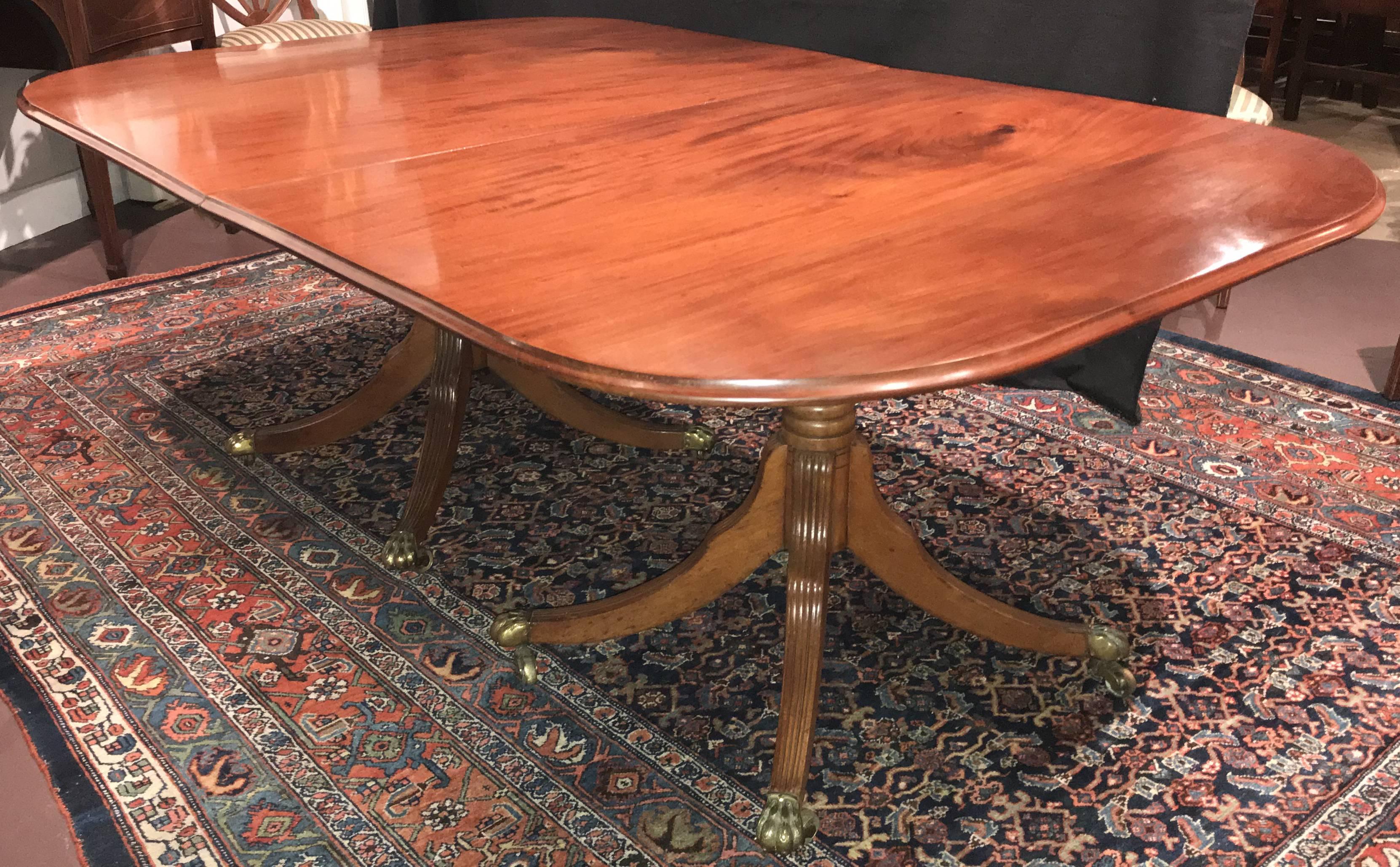 A splendid 19th century double pedestal dining table in mahogany with molded edge, and nicely turned pedestals with reeded downswept legs, terminating with brass paw foot casters, and includes one large 32 inch finished leaf of a slightly different