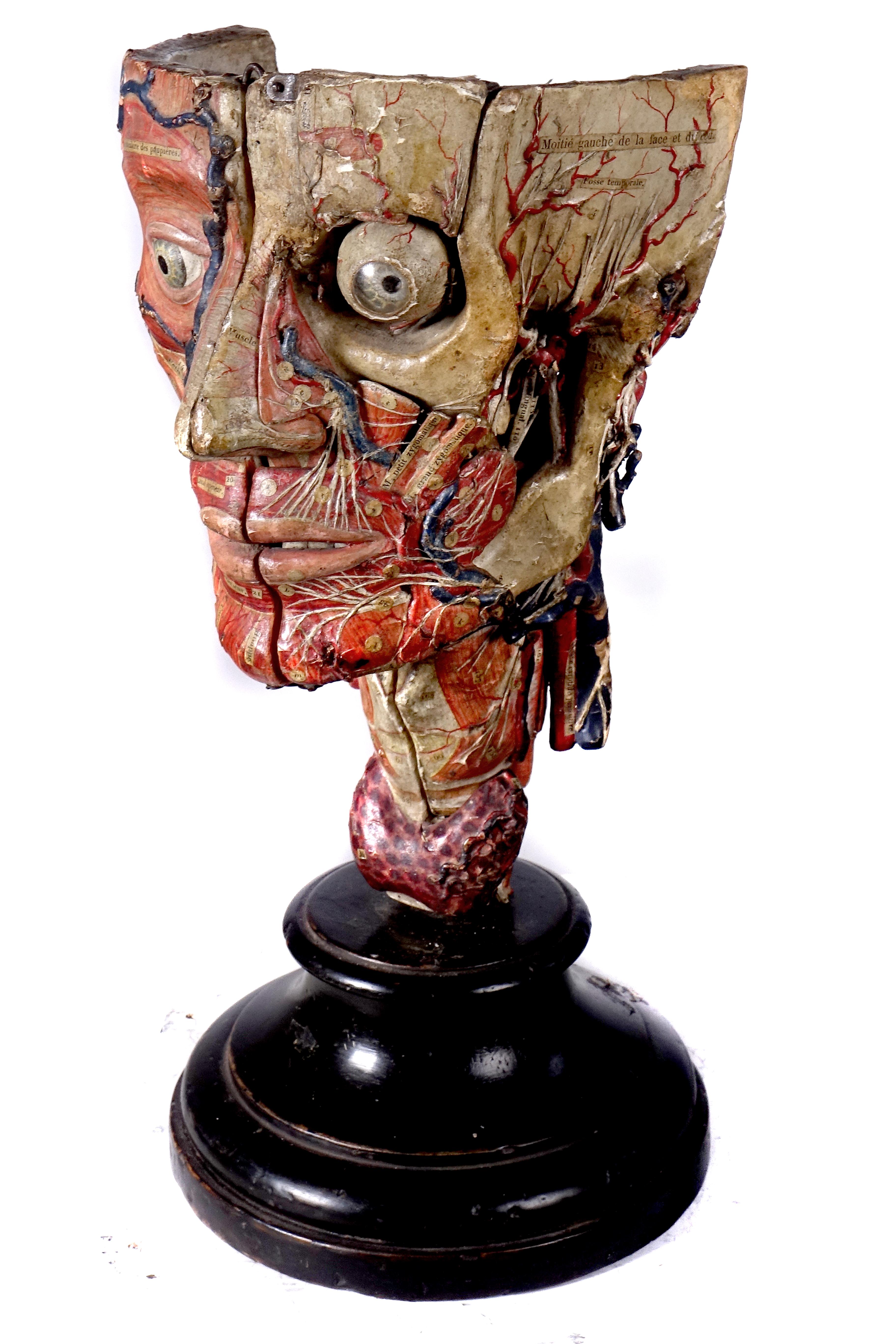 This fantastically detailed papier mâché model of the head dates to the mid-19th century. It was made by Dr. Auzoux and listed in his catalogue. The attention to detail is breathtaking. The structures are numbered and these pictures only scratch the