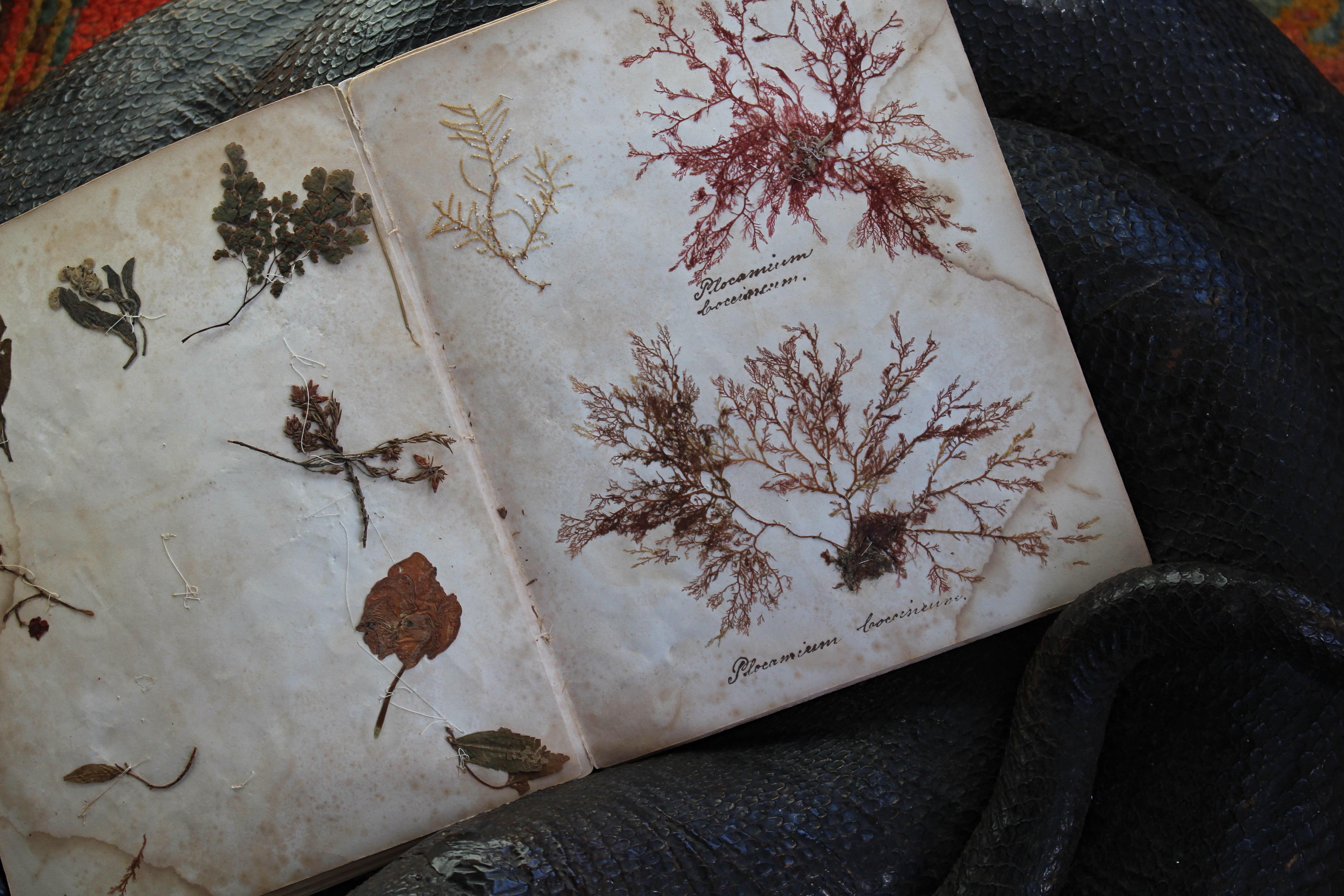 Libro botanico del XIX secolo sulle alghe marine essiccate e raccolte Nature in vendita 5