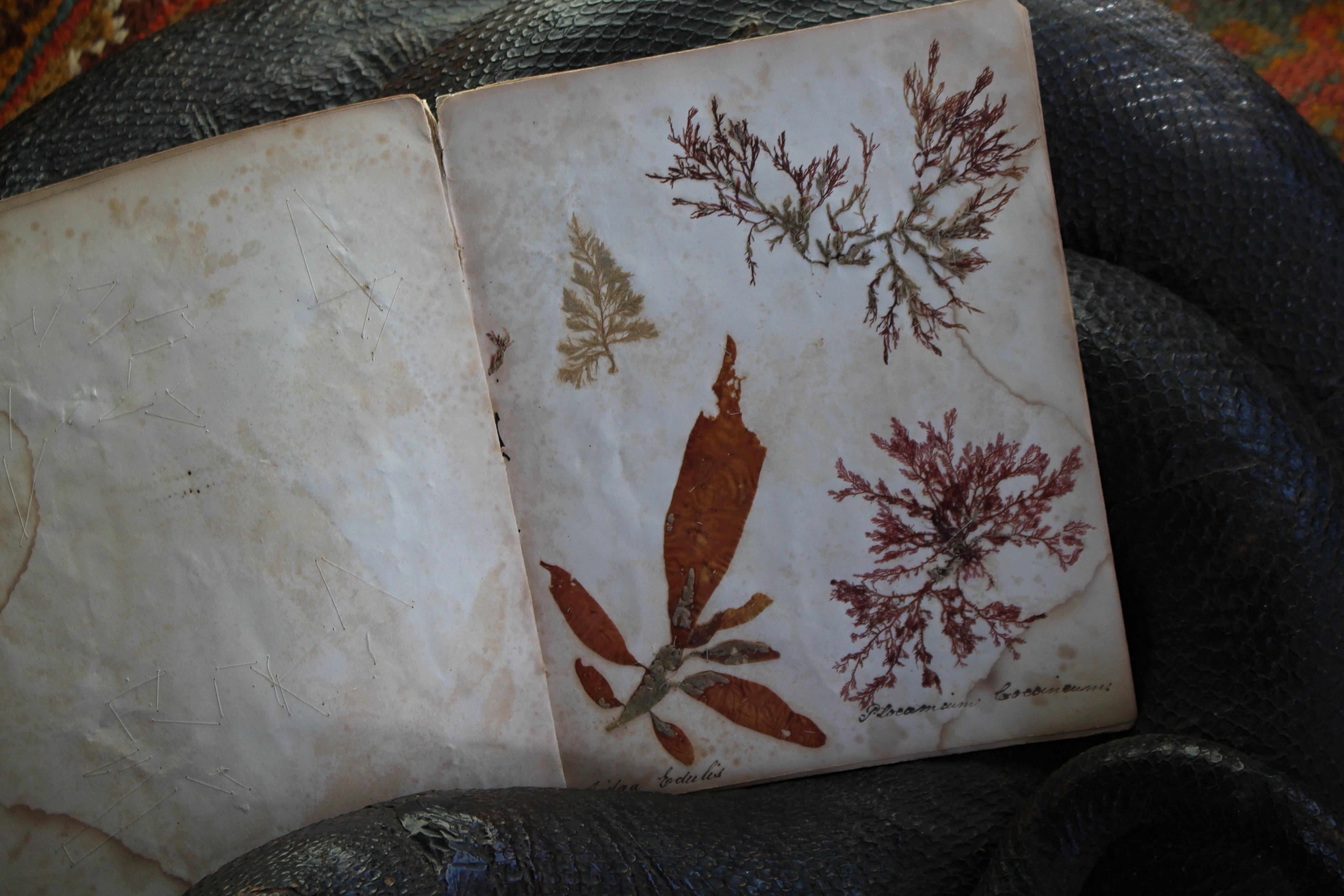 Libro botanico del XIX secolo sulle alghe marine essiccate e raccolte Nature in vendita 6