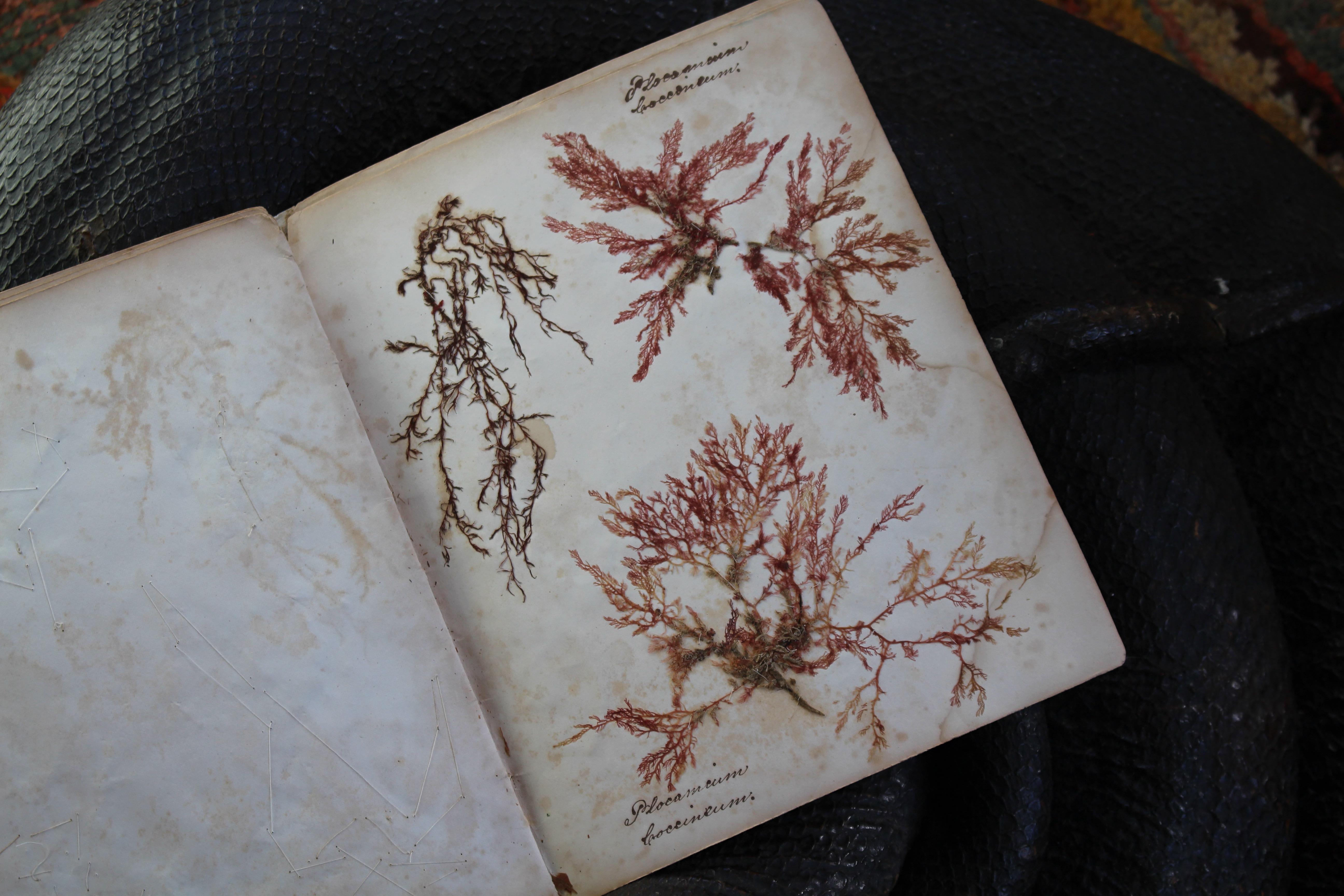 Libro botanico del XIX secolo sulle alghe marine essiccate e raccolte Nature in vendita 7