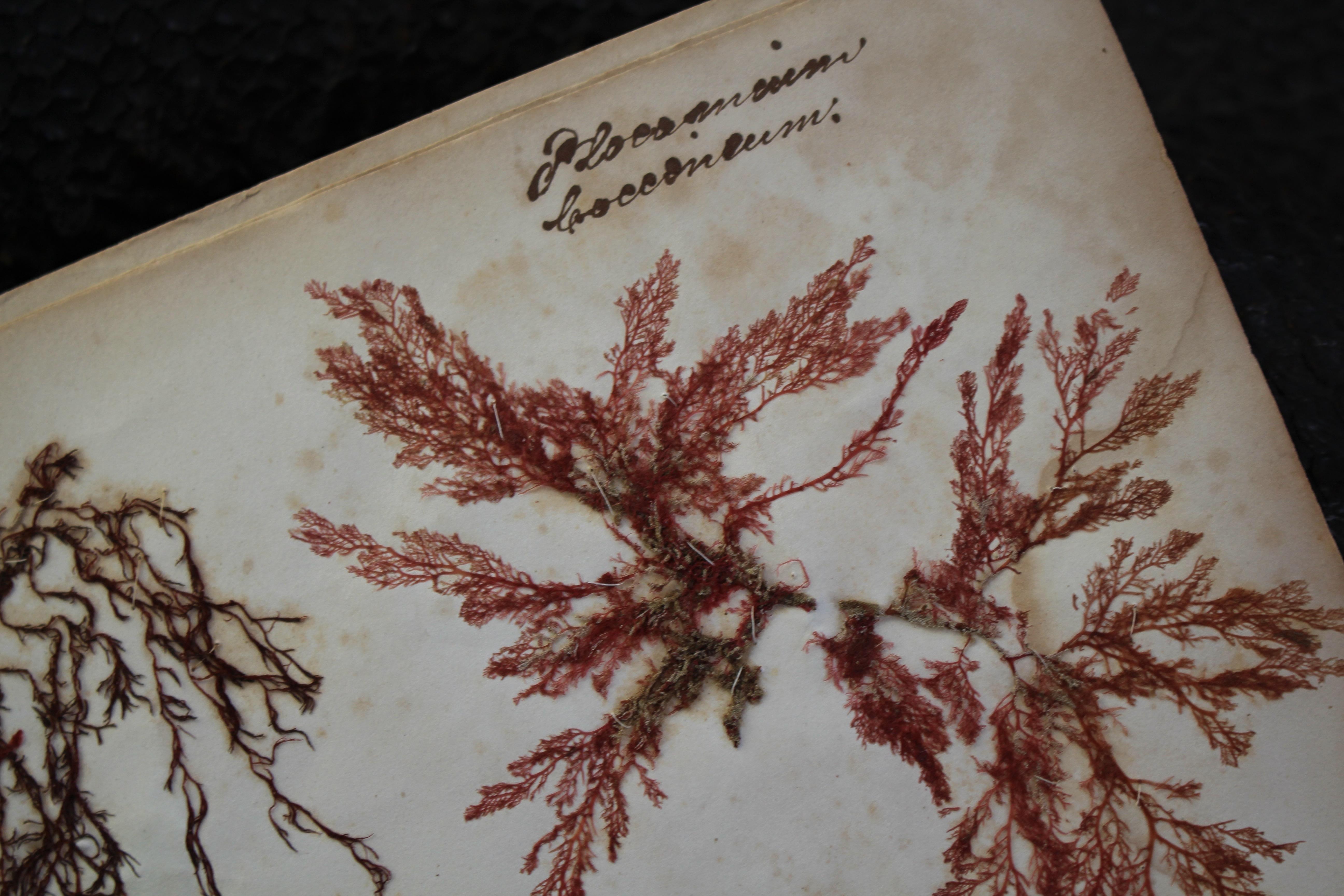 Libro botanico del XIX secolo sulle alghe marine essiccate e raccolte Nature in vendita 8