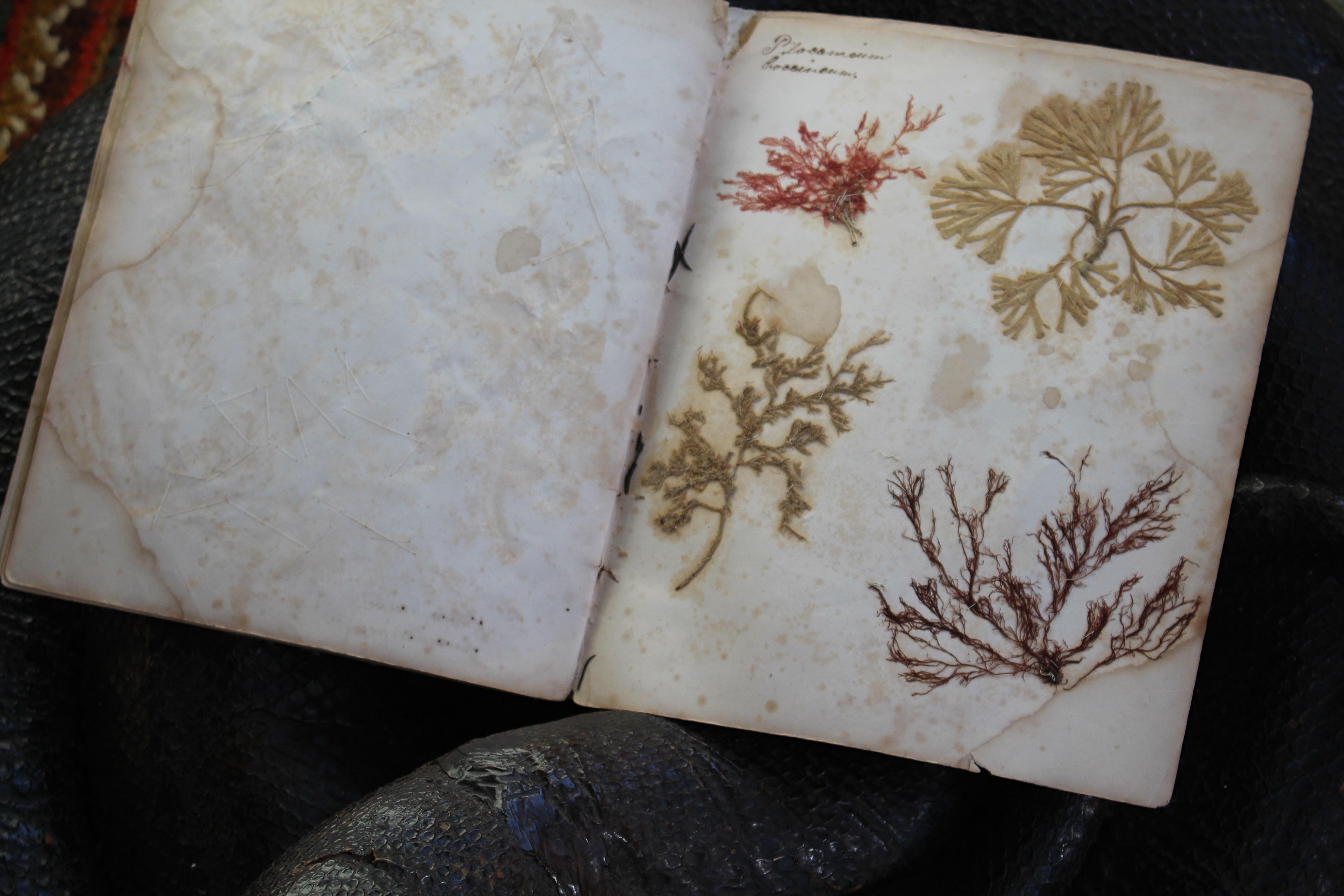 Libro botanico del XIX secolo sulle alghe marine essiccate e raccolte Nature in vendita 9