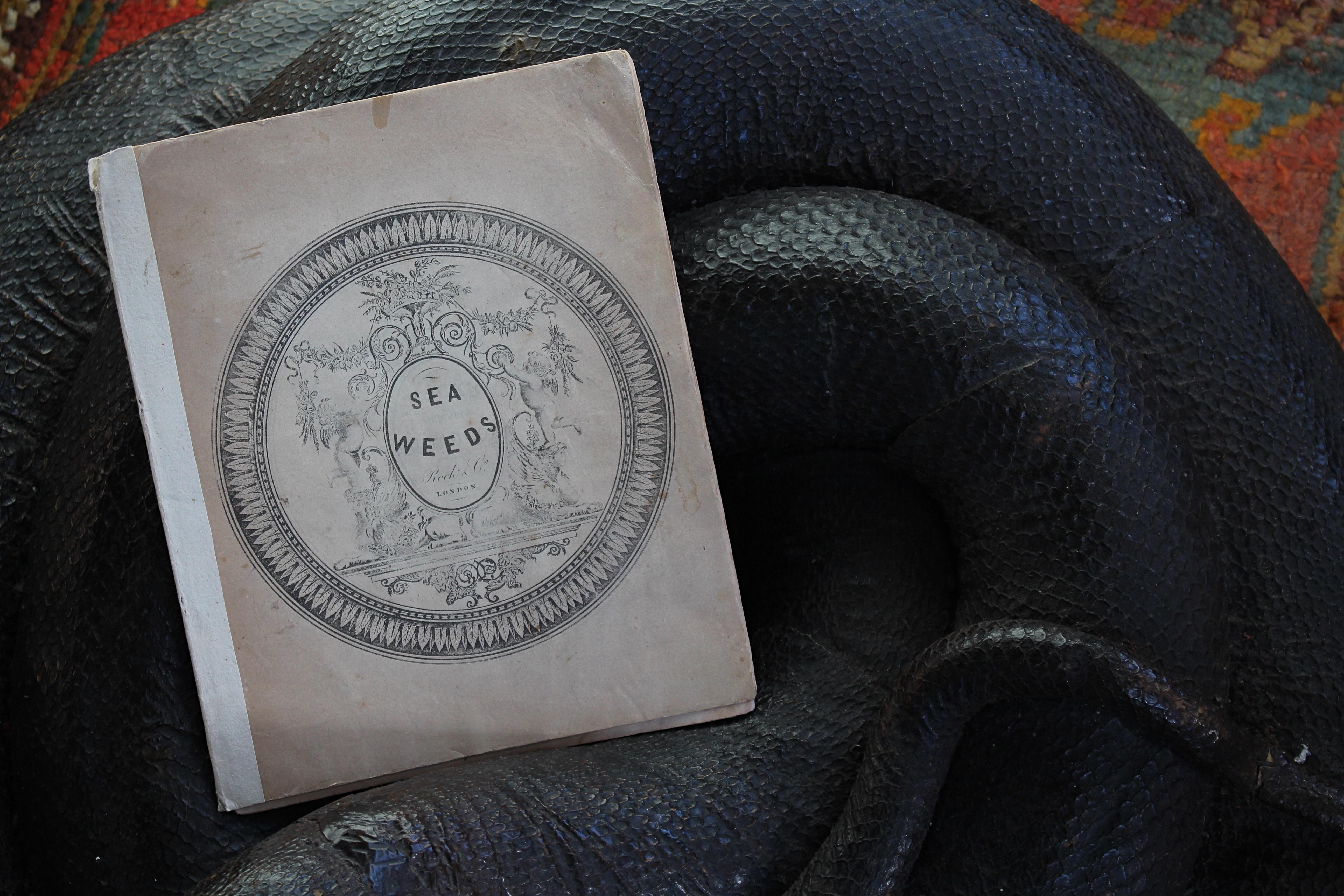 Libro botanico del XIX secolo sulle alghe marine essiccate e raccolte Nature in vendita 10