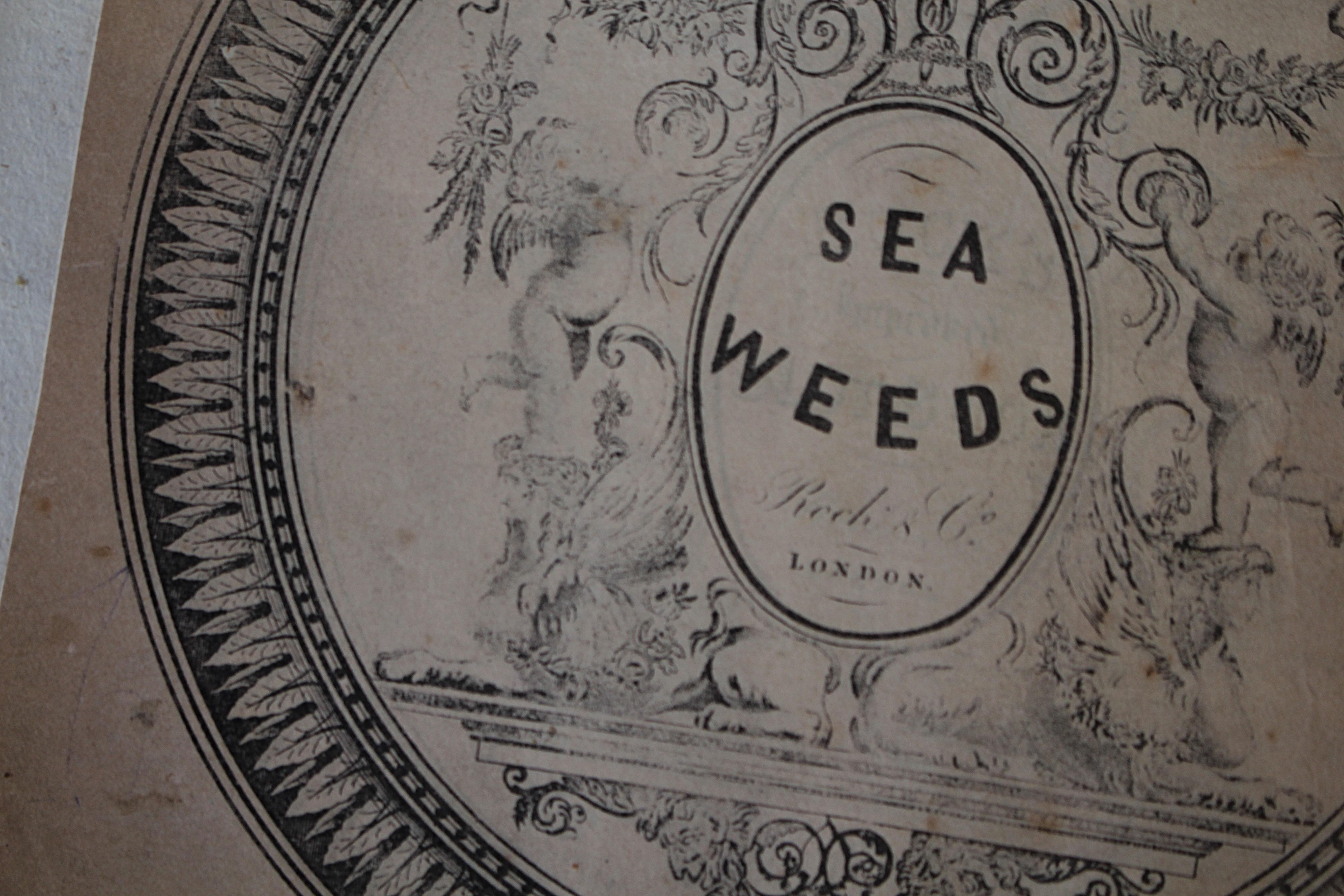 Libro botanico del XIX secolo sulle alghe marine essiccate e raccolte Nature in vendita 11