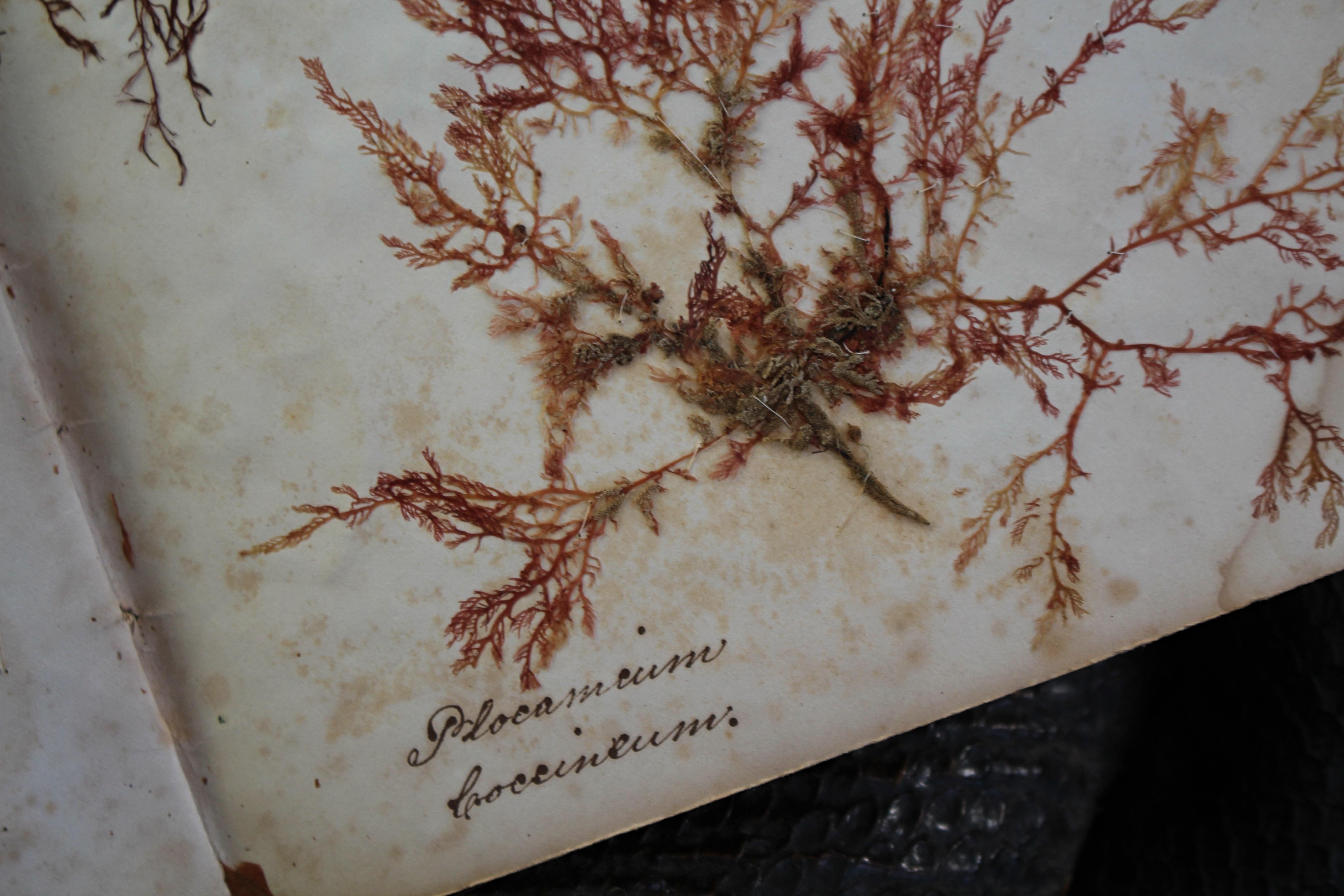 Libro botanico del XIX secolo sulle alghe marine essiccate e raccolte Nature in vendita 12