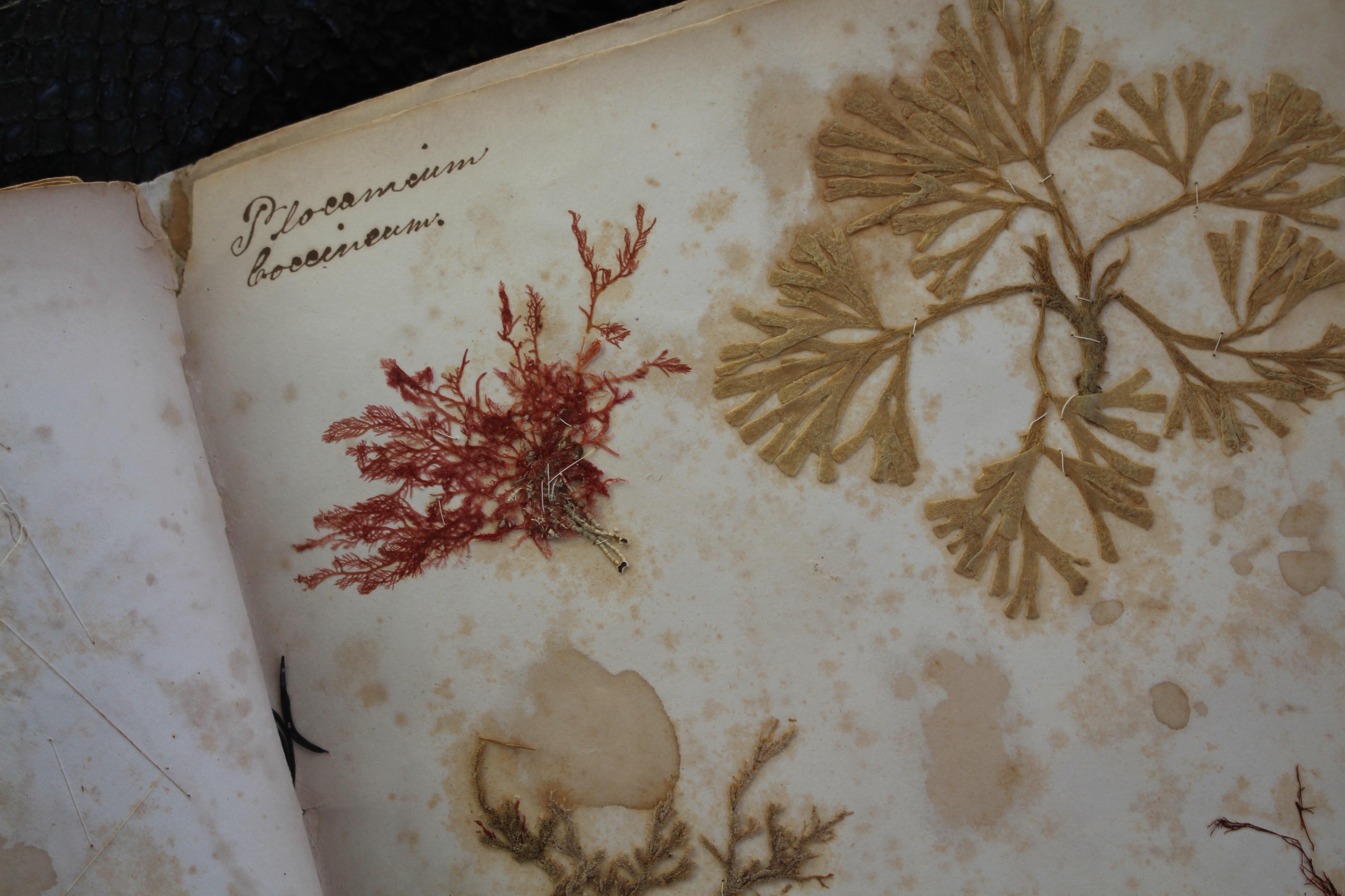 Libro botanico del XIX secolo sulle alghe marine essiccate e raccolte Nature in vendita 13