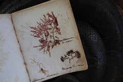 19th Century Dried & Foraged Seaweed Specimen Botanical Book Natural History
