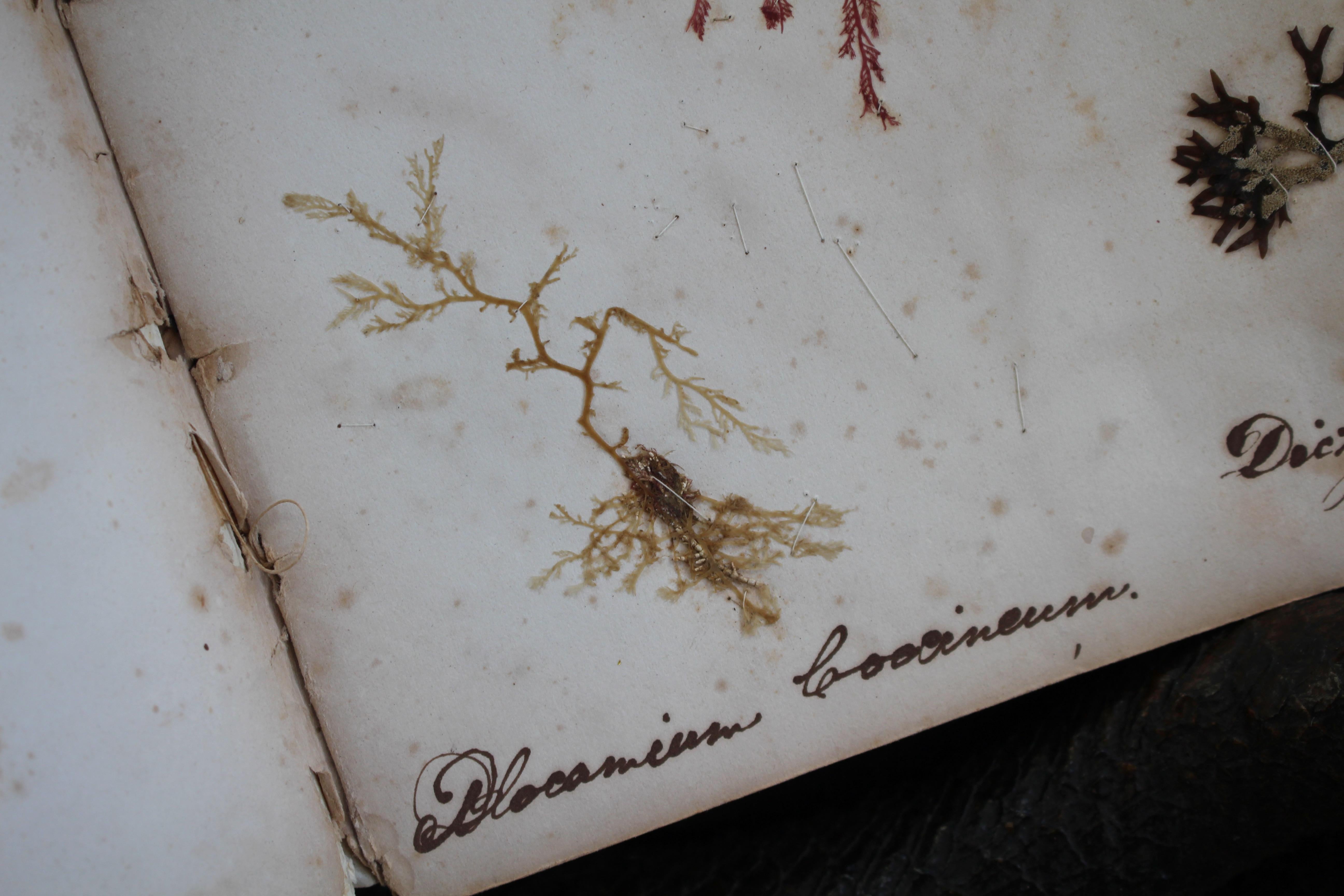 Britannico Libro botanico del XIX secolo sulle alghe marine essiccate e raccolte Nature in vendita