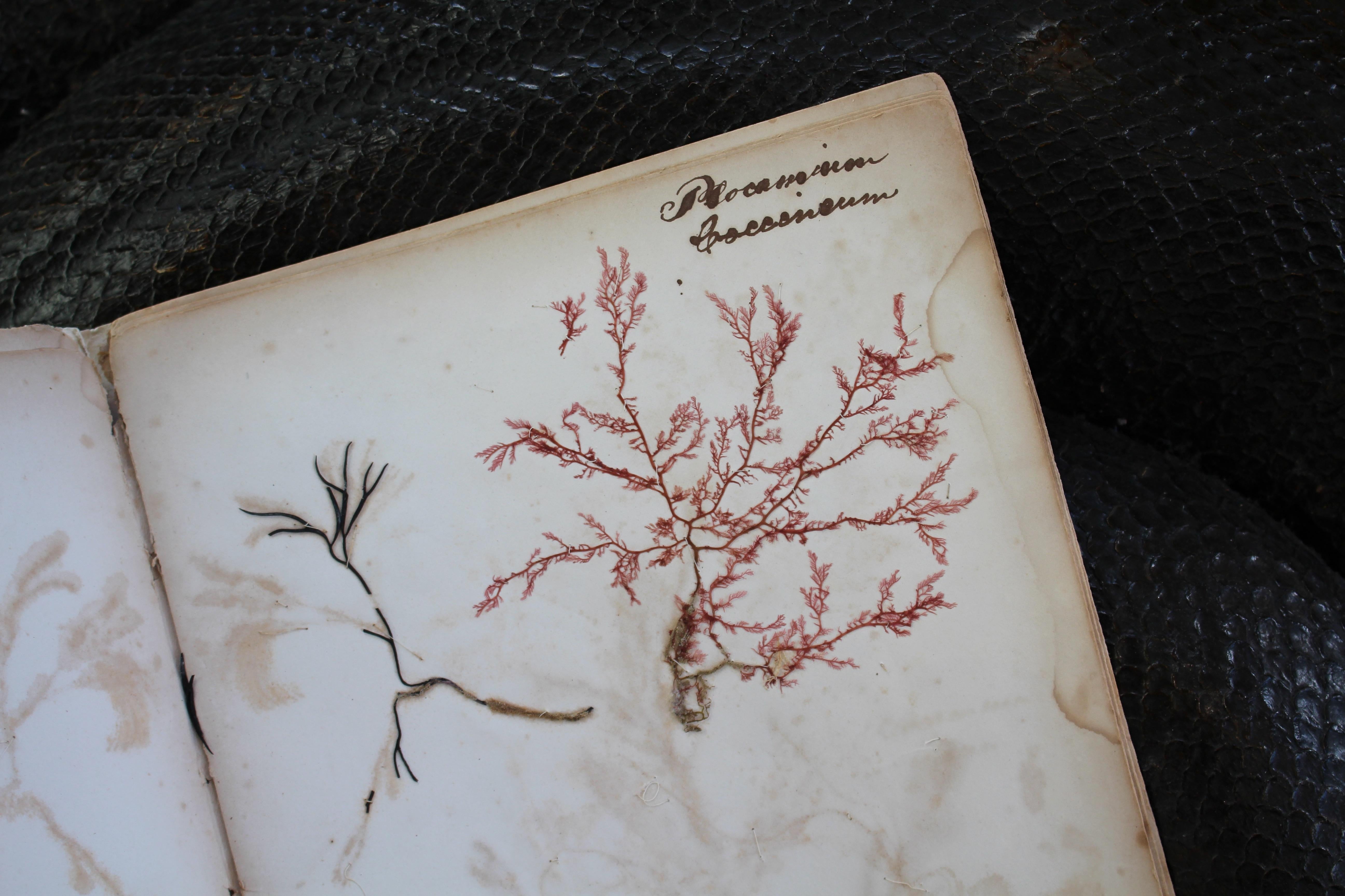 Libro botanico del XIX secolo sulle alghe marine essiccate e raccolte Nature In condizioni buone in vendita a Lowestoft, GB