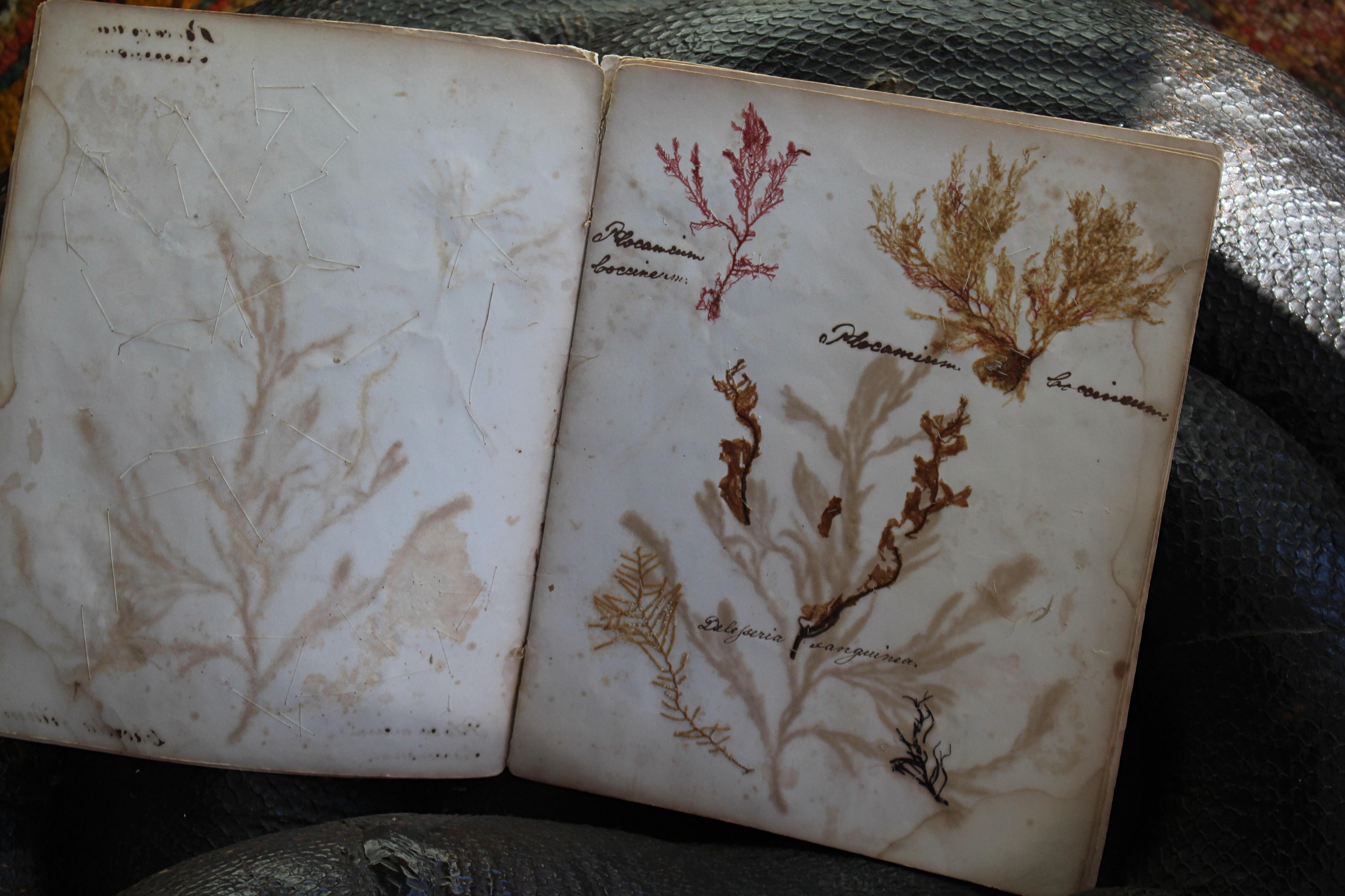 Fibra naturale Libro botanico del XIX secolo sulle alghe marine essiccate e raccolte Nature in vendita