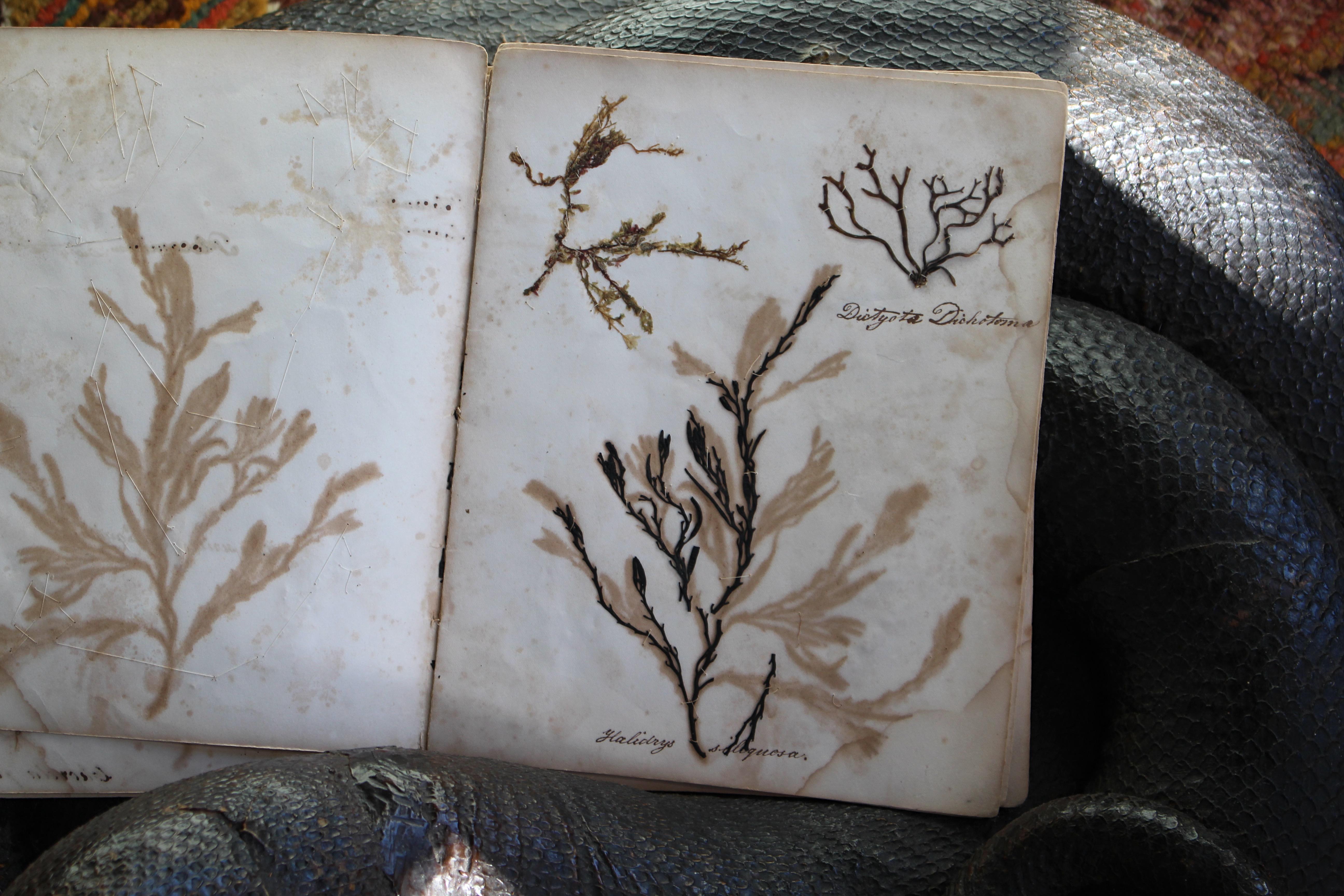 Libro botanico del XIX secolo sulle alghe marine essiccate e raccolte Nature in vendita 1