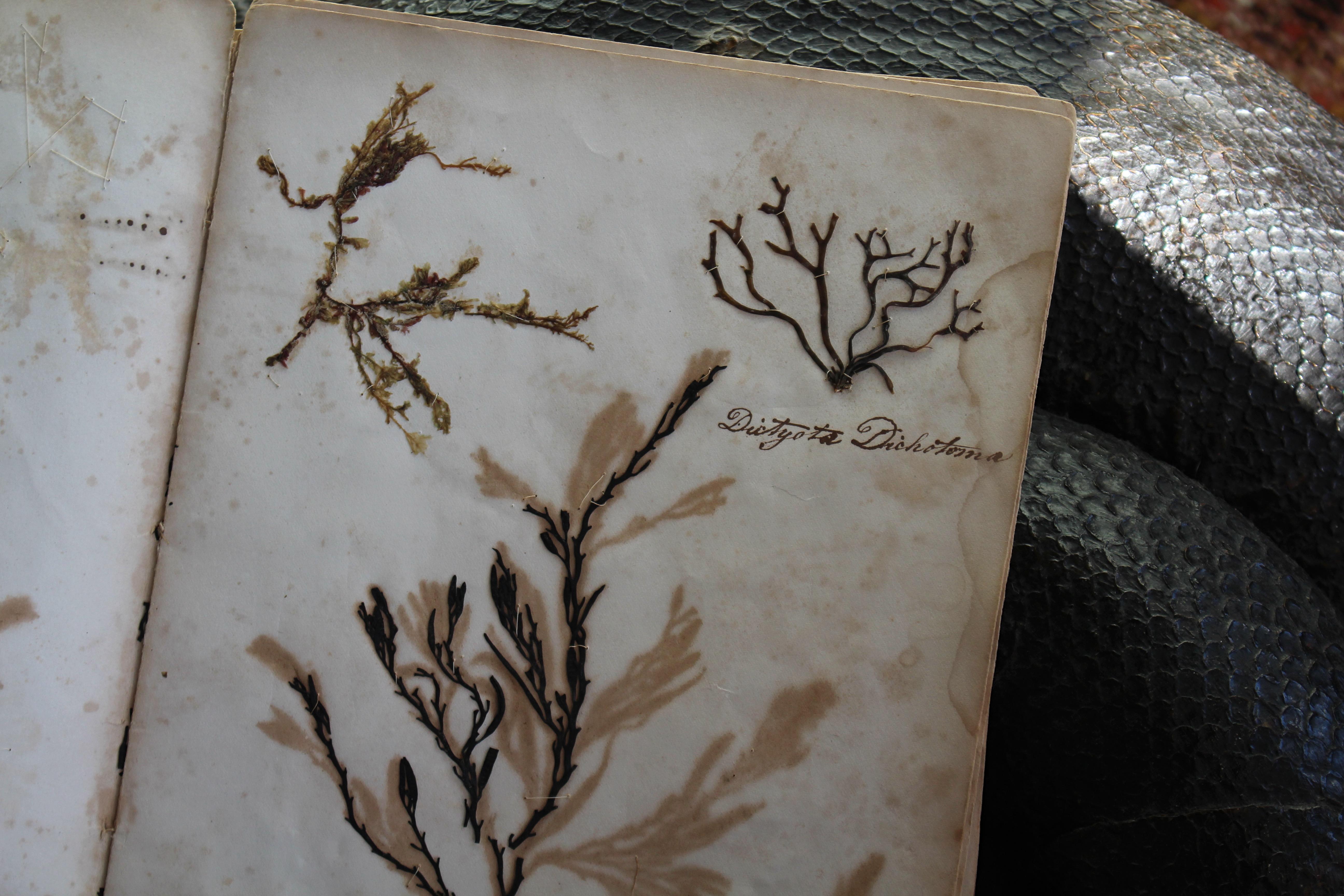 Libro botanico del XIX secolo sulle alghe marine essiccate e raccolte Nature in vendita 2