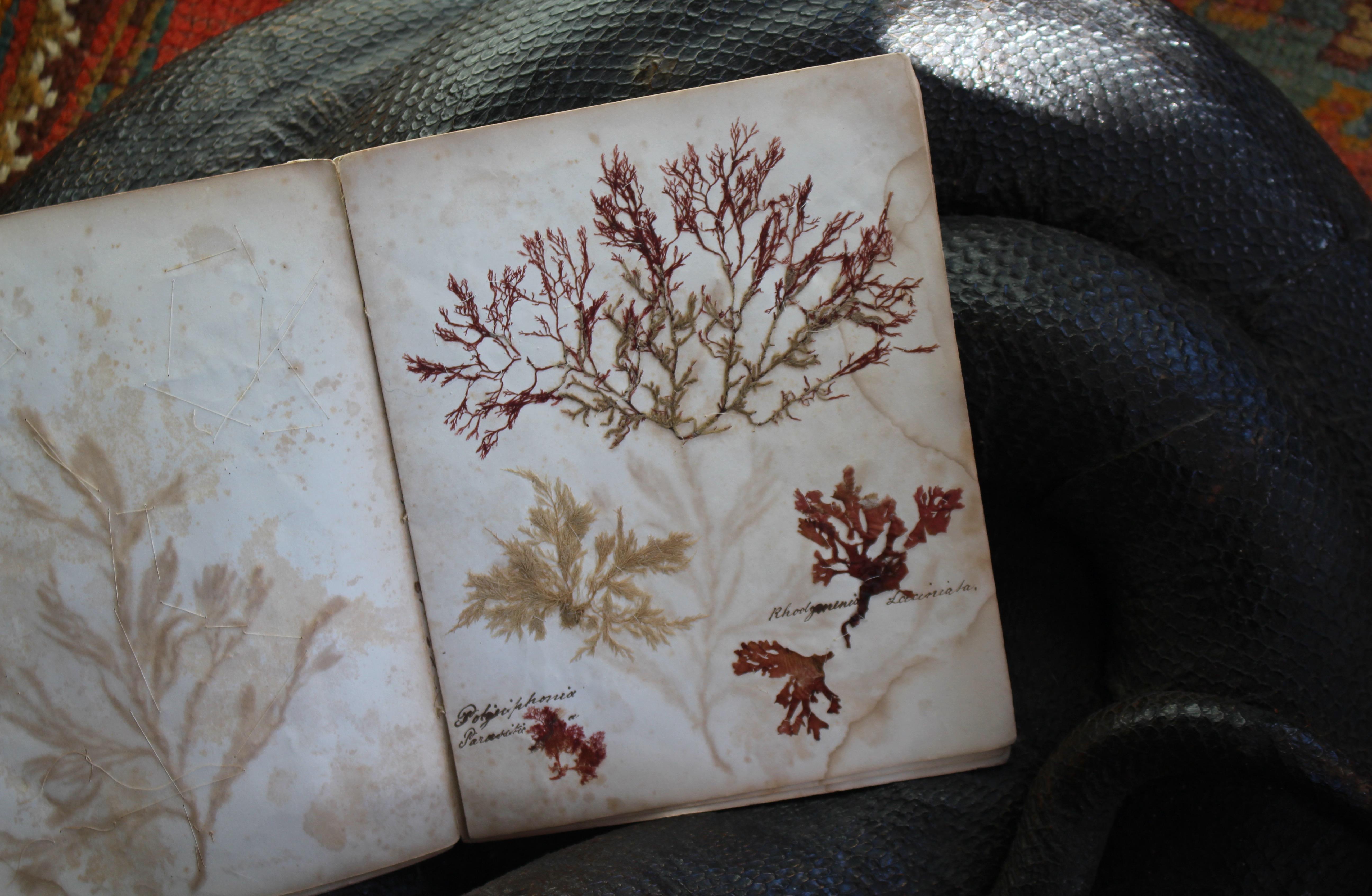 Libro botanico del XIX secolo sulle alghe marine essiccate e raccolte Nature in vendita 3