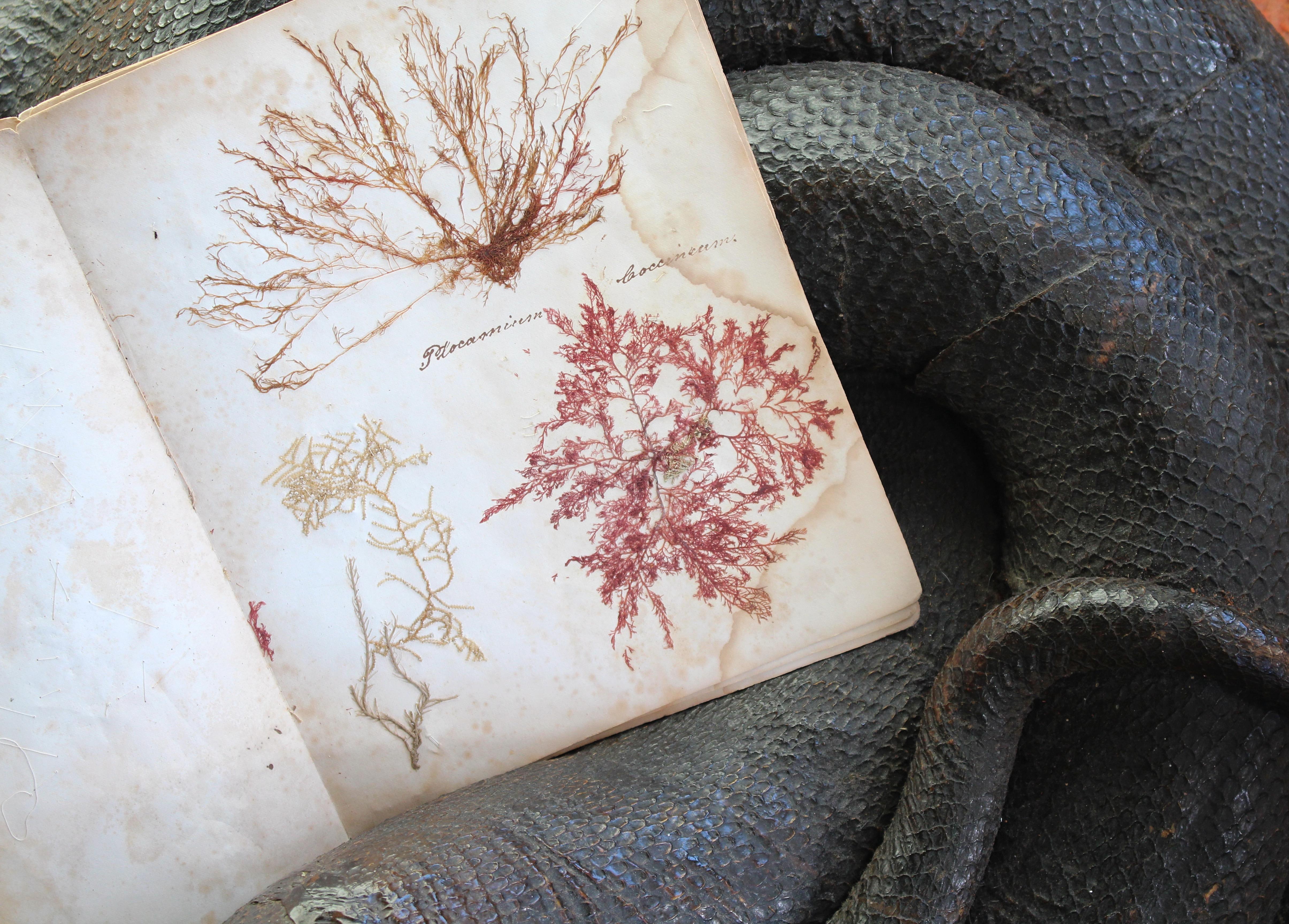 Libro botanico del XIX secolo sulle alghe marine essiccate e raccolte Nature in vendita 4