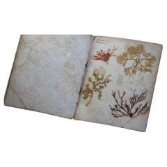 Used 19th Century Dried & Foraged Seaweed Specimen Botanical Book Natural History