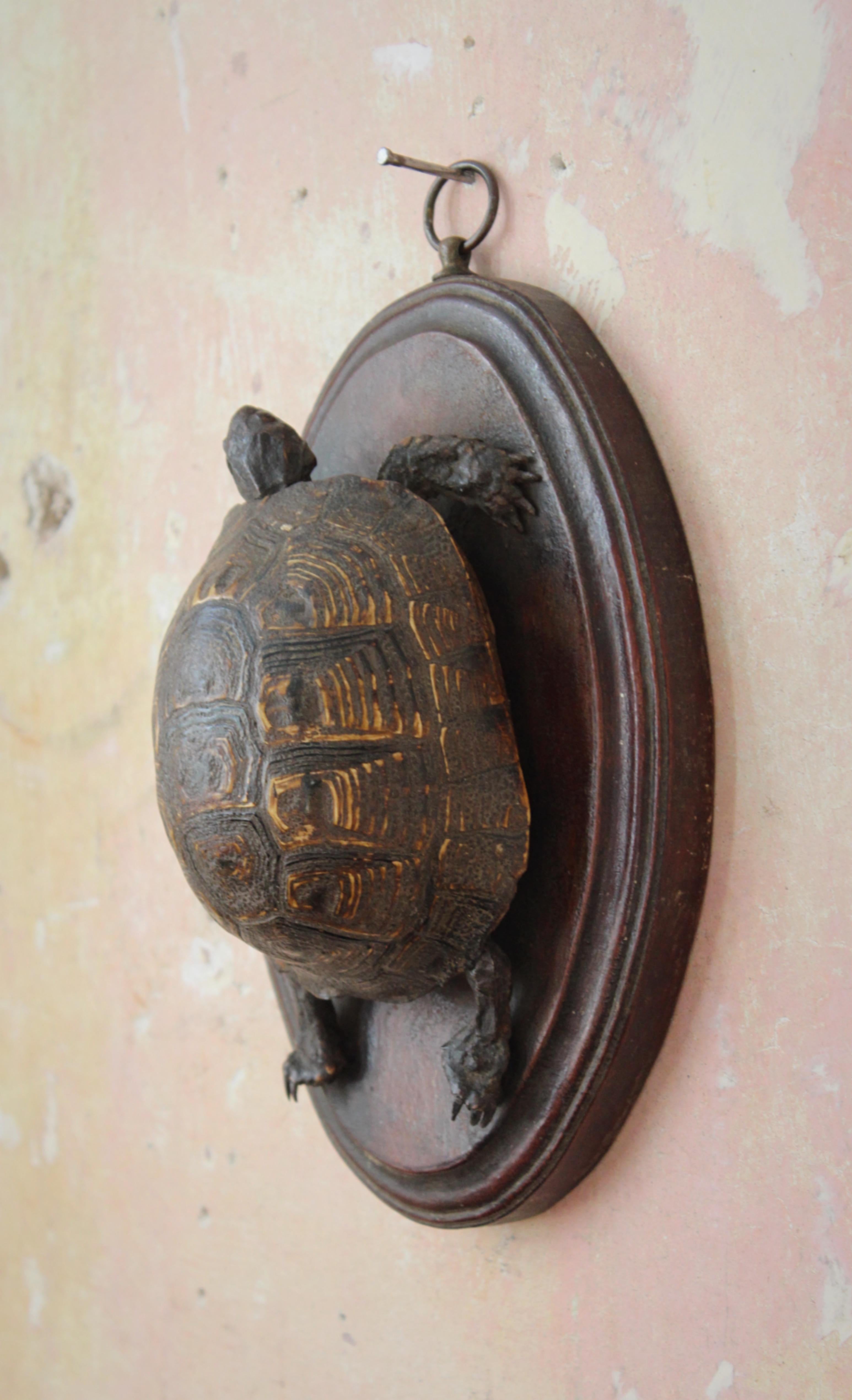 19th Century Early Victorian Tortoise Mount On Oak Oval Taxidermy Curio  For Sale 5
