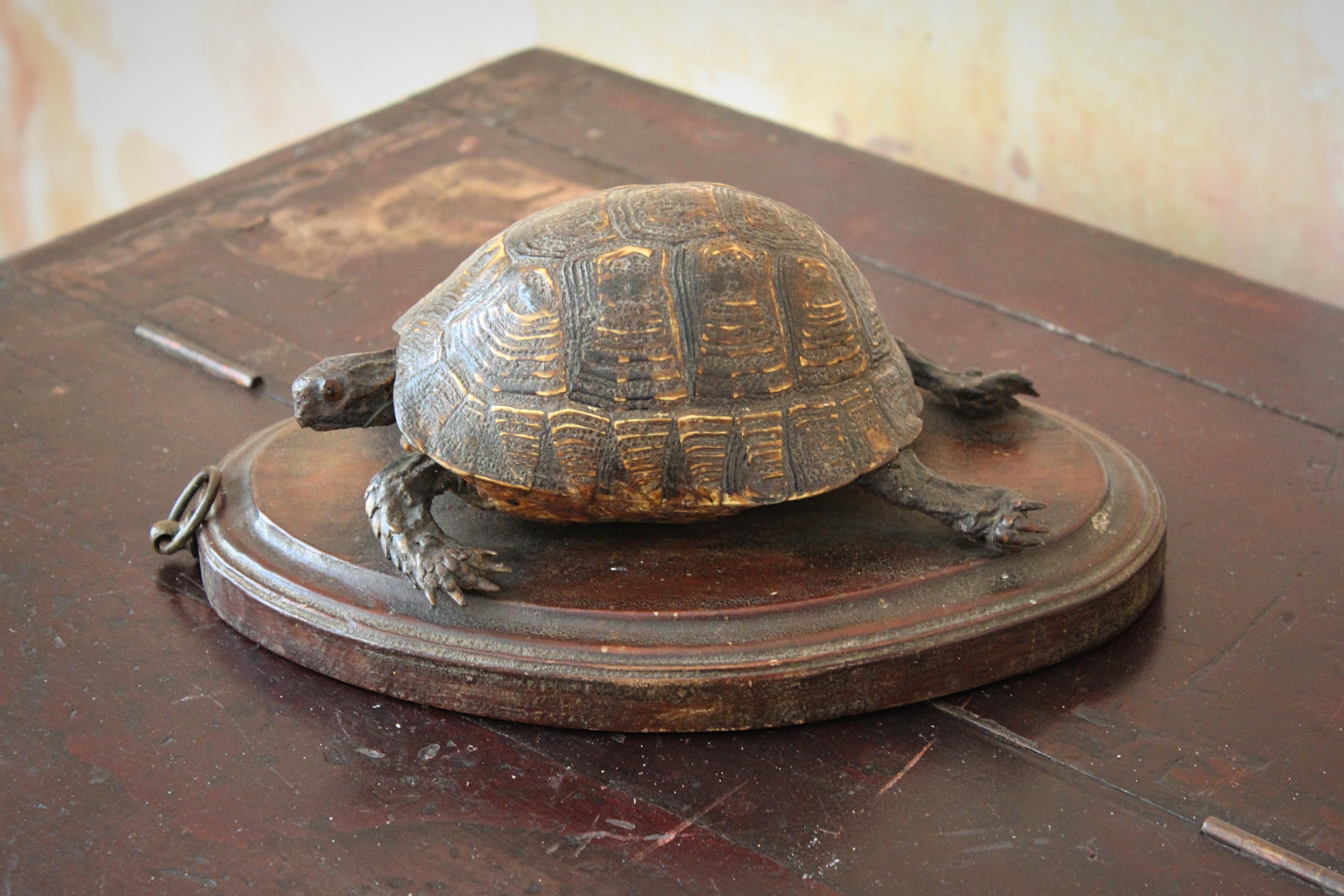 19th Century Early Victorian Tortoise Mount On Oak Oval Taxidermy Curio  For Sale 7