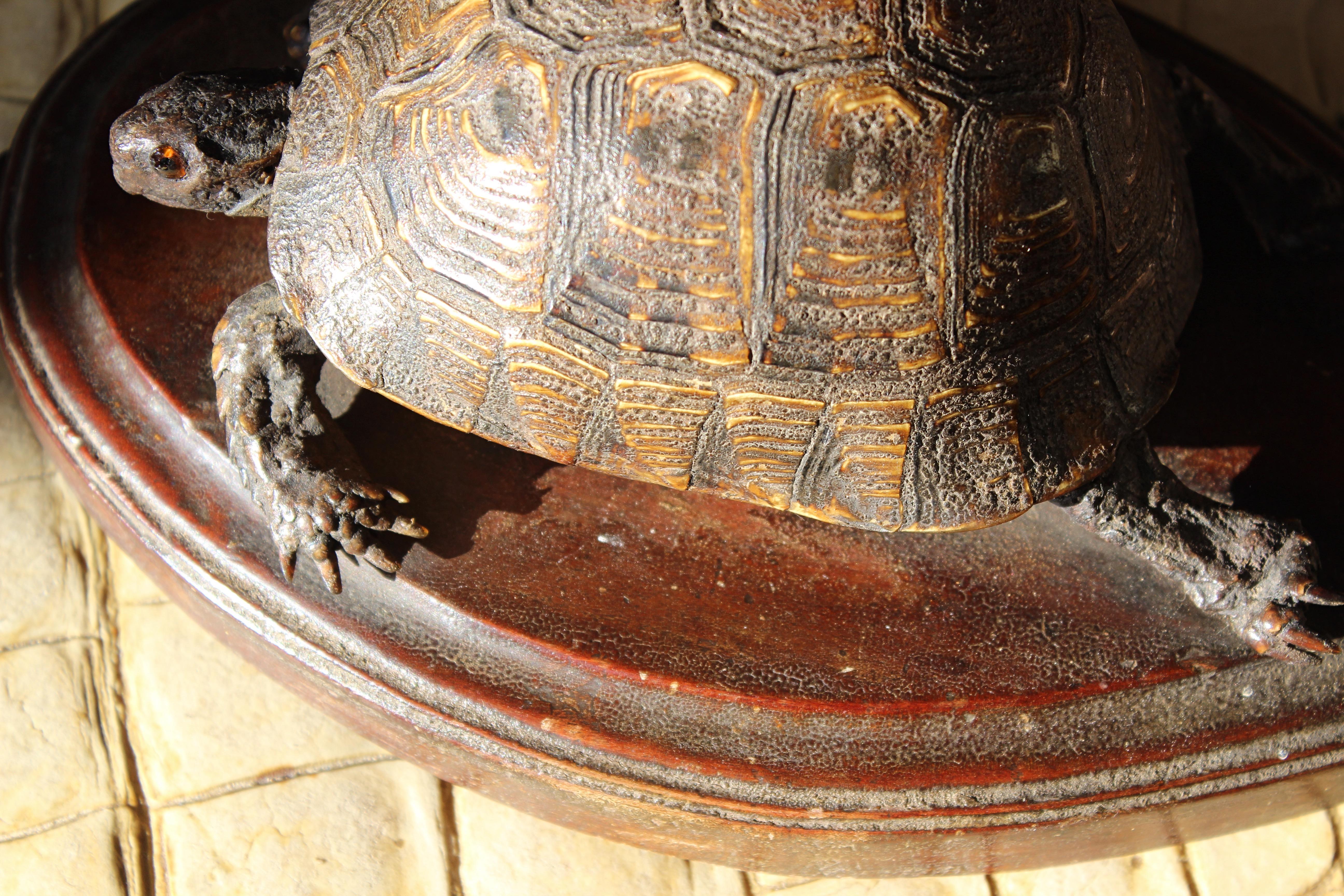 XIXe siècle Taxidermie en chêne ovale sur monture de tortue du début de l'époque victorienne  en vente 8