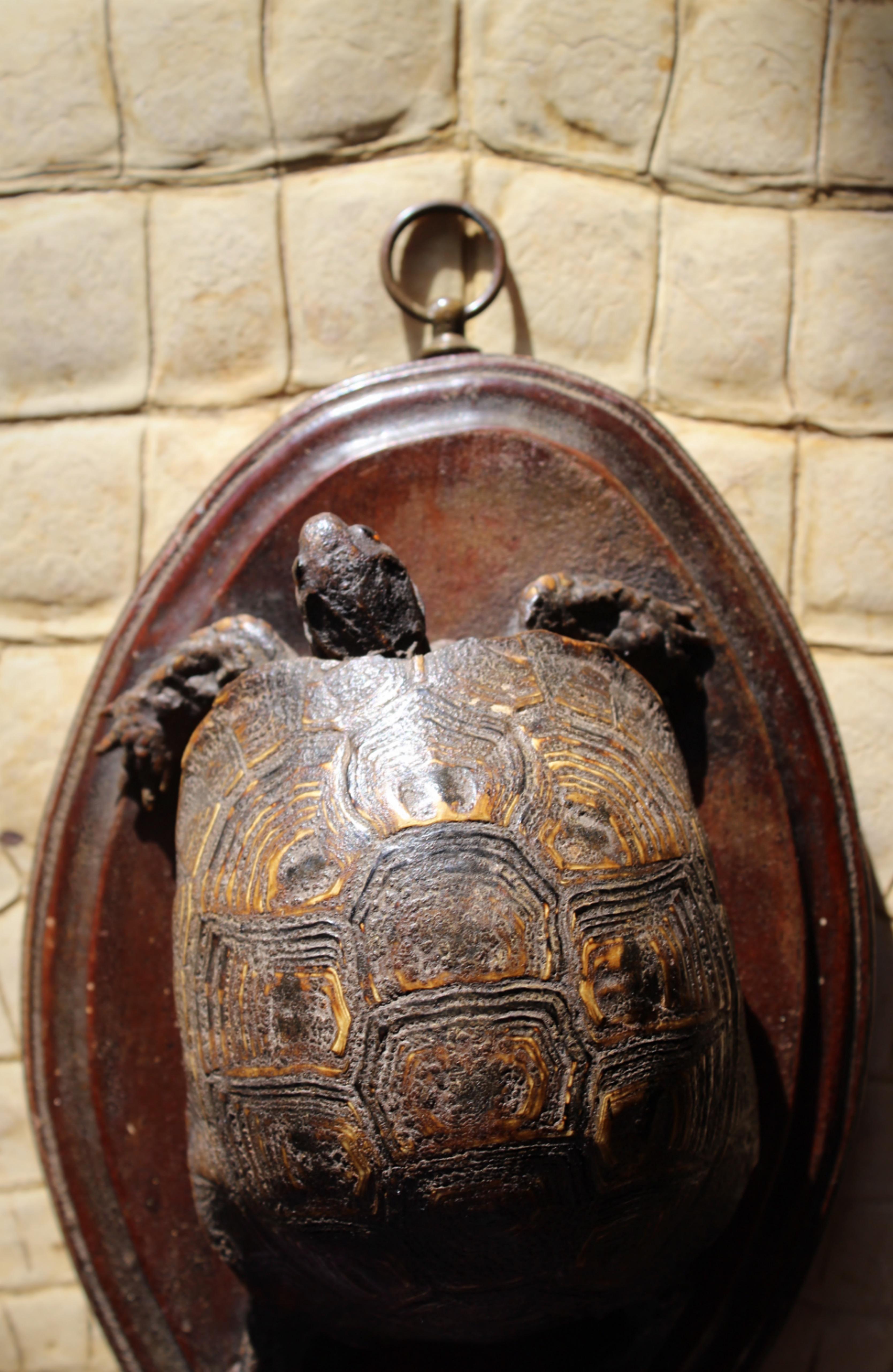 19th Century Early Victorian Tortoise Mount On Oak Oval Taxidermy Curio  For Sale 10
