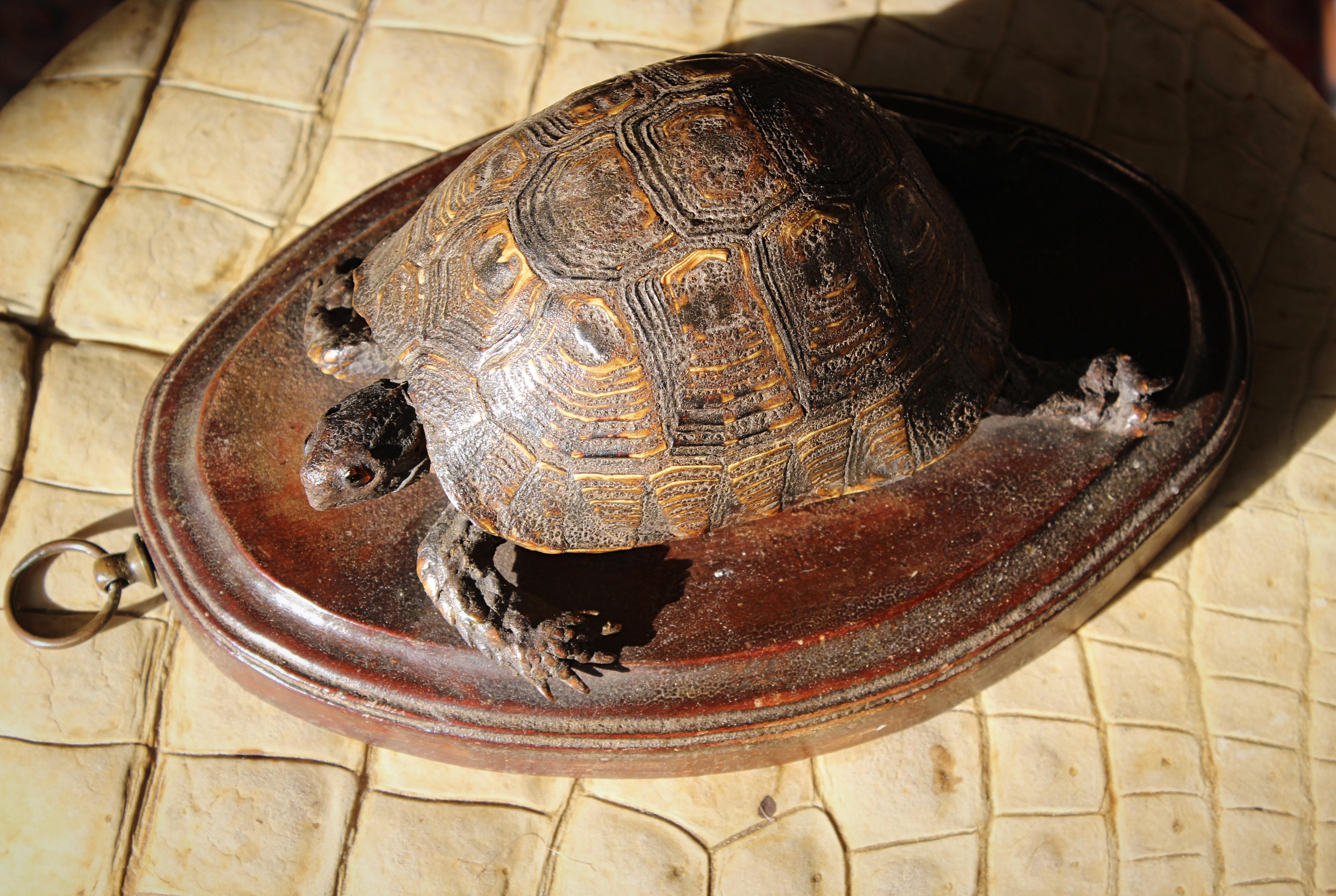 A wonderful and totally original early Victorian taxidermy tortoise, mounted on a thick oval oak board with decorative chamfered edge with brass hanging hoop.

24cm in length 
16.5cm in width 
9.5cm in depth 

circa 1840, English in origins 

