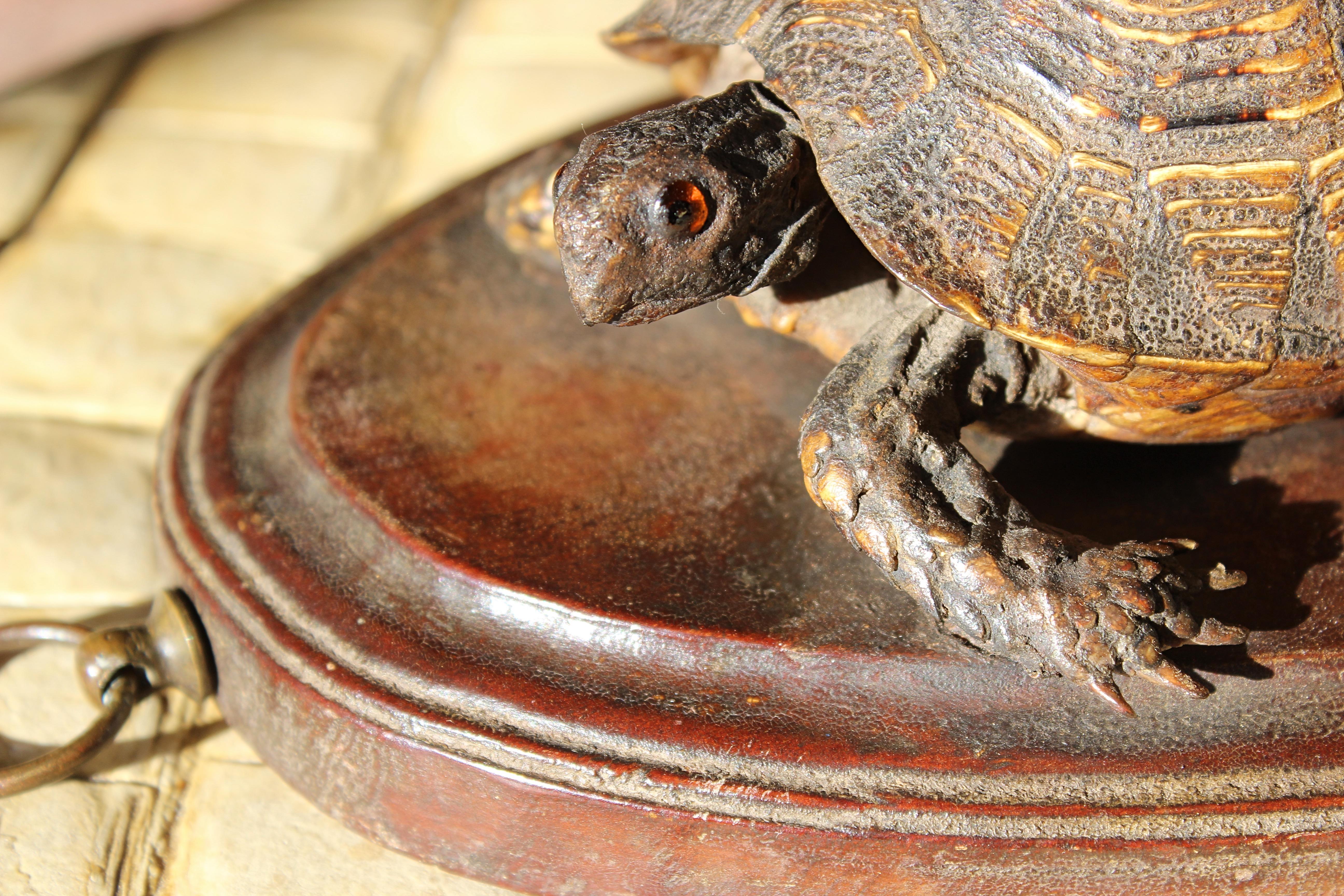 English 19th Century Early Victorian Tortoise Mount On Oak Oval Taxidermy Curio  For Sale