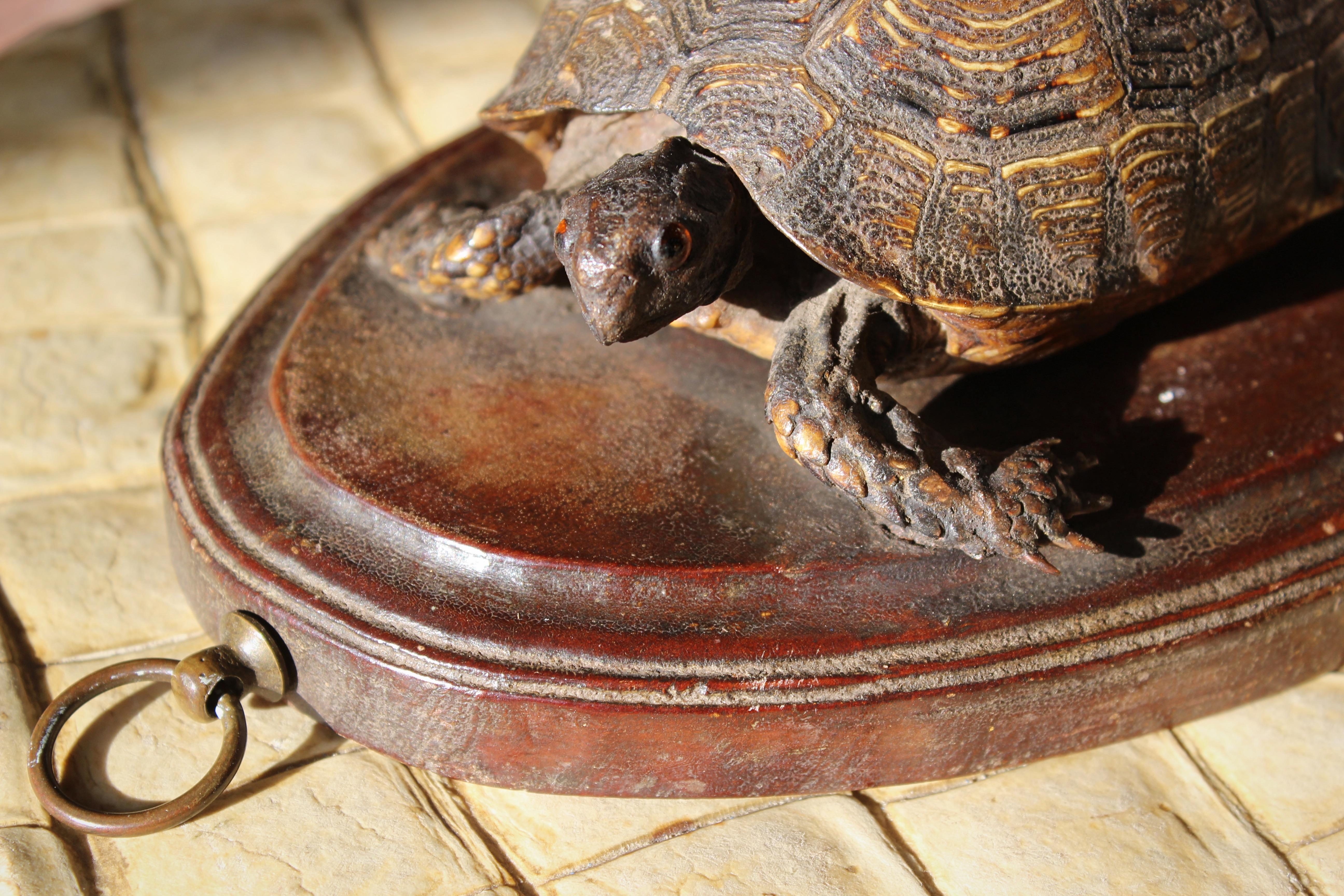 19th Century Early Victorian Tortoise Mount On Oak Oval Taxidermy Curio  In Good Condition For Sale In Lowestoft, GB