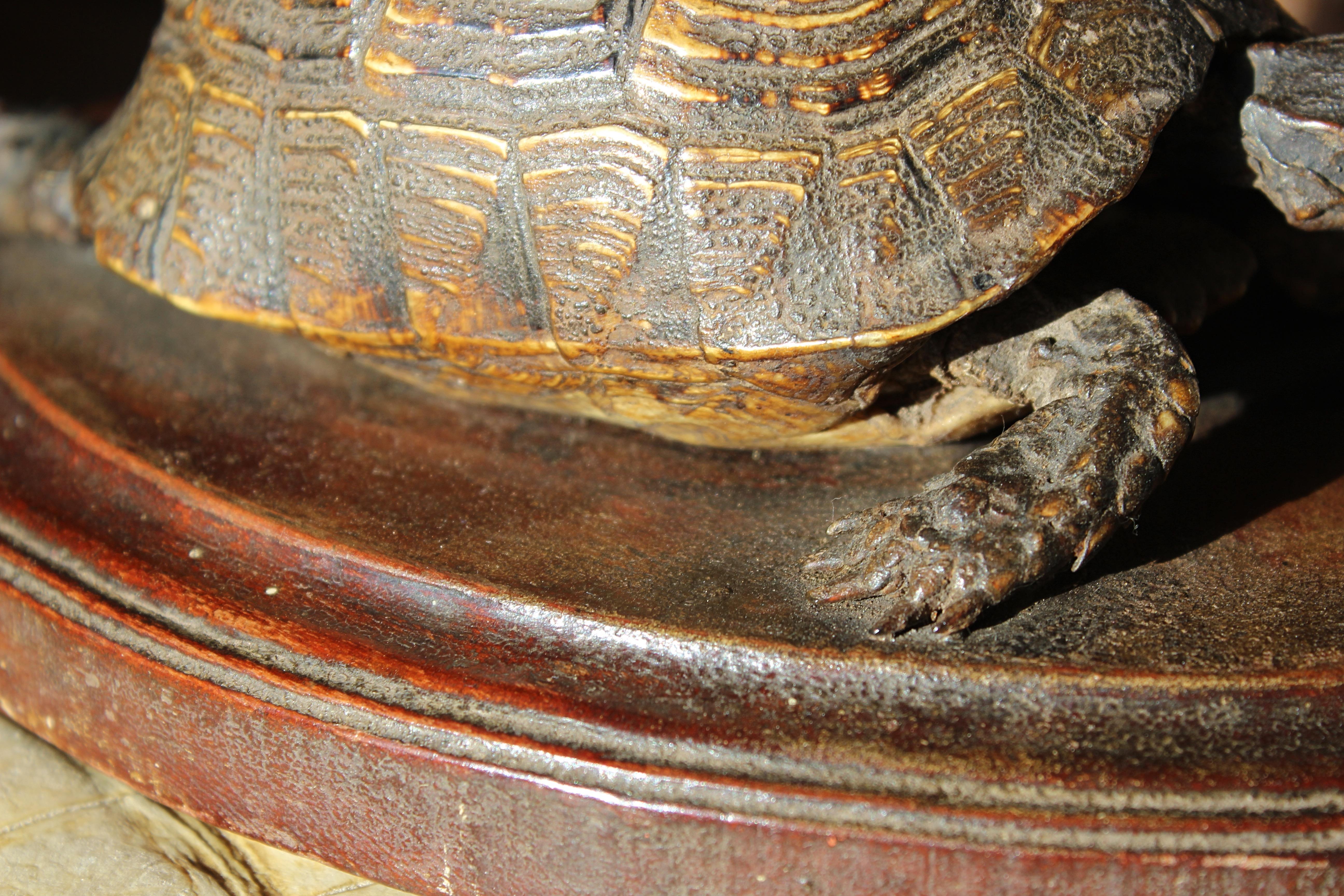 Natural Fiber 19th Century Early Victorian Tortoise Mount On Oak Oval Taxidermy Curio  For Sale