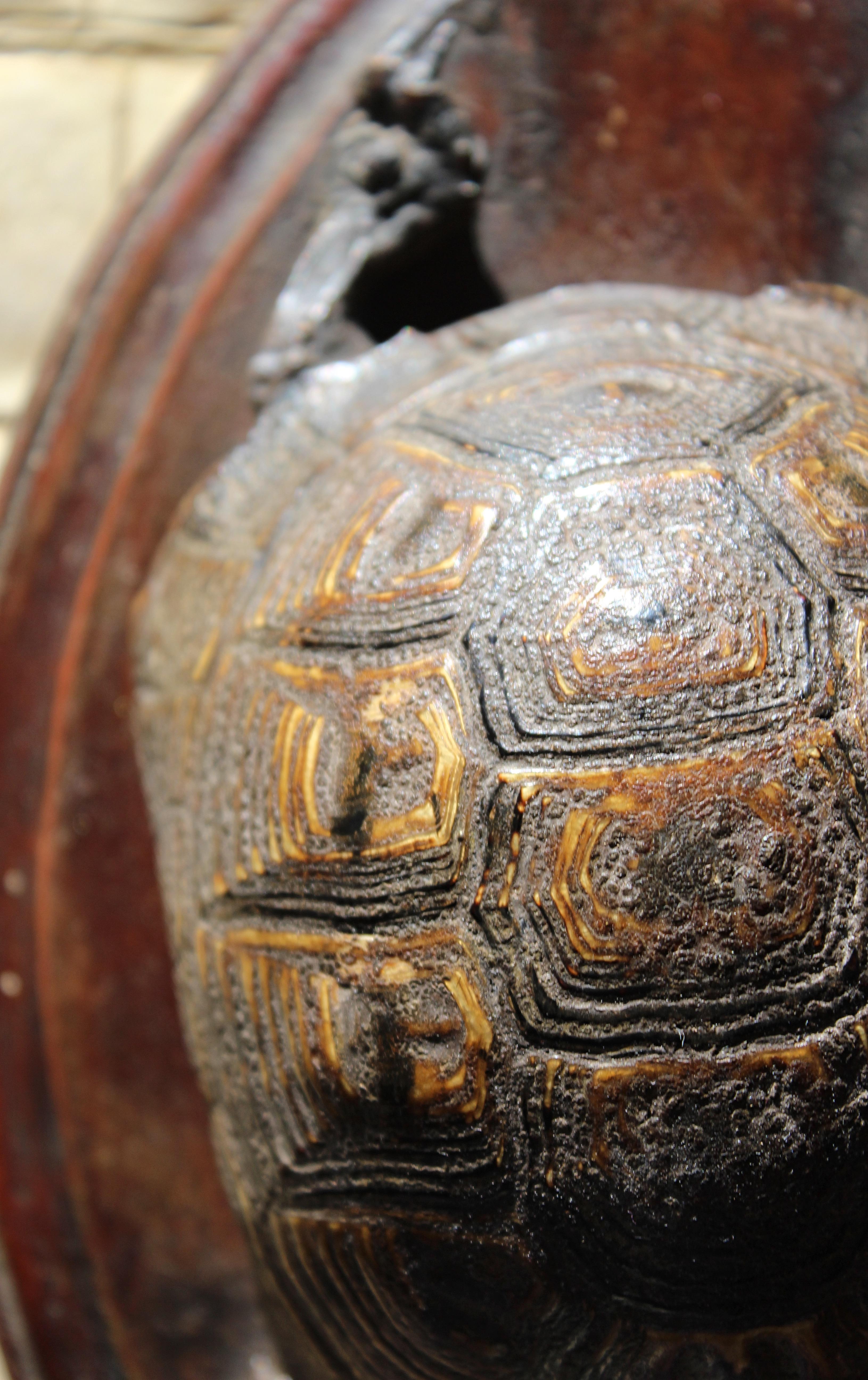 19th Century Early Victorian Tortoise Mount On Oak Oval Taxidermy Curio  For Sale 2