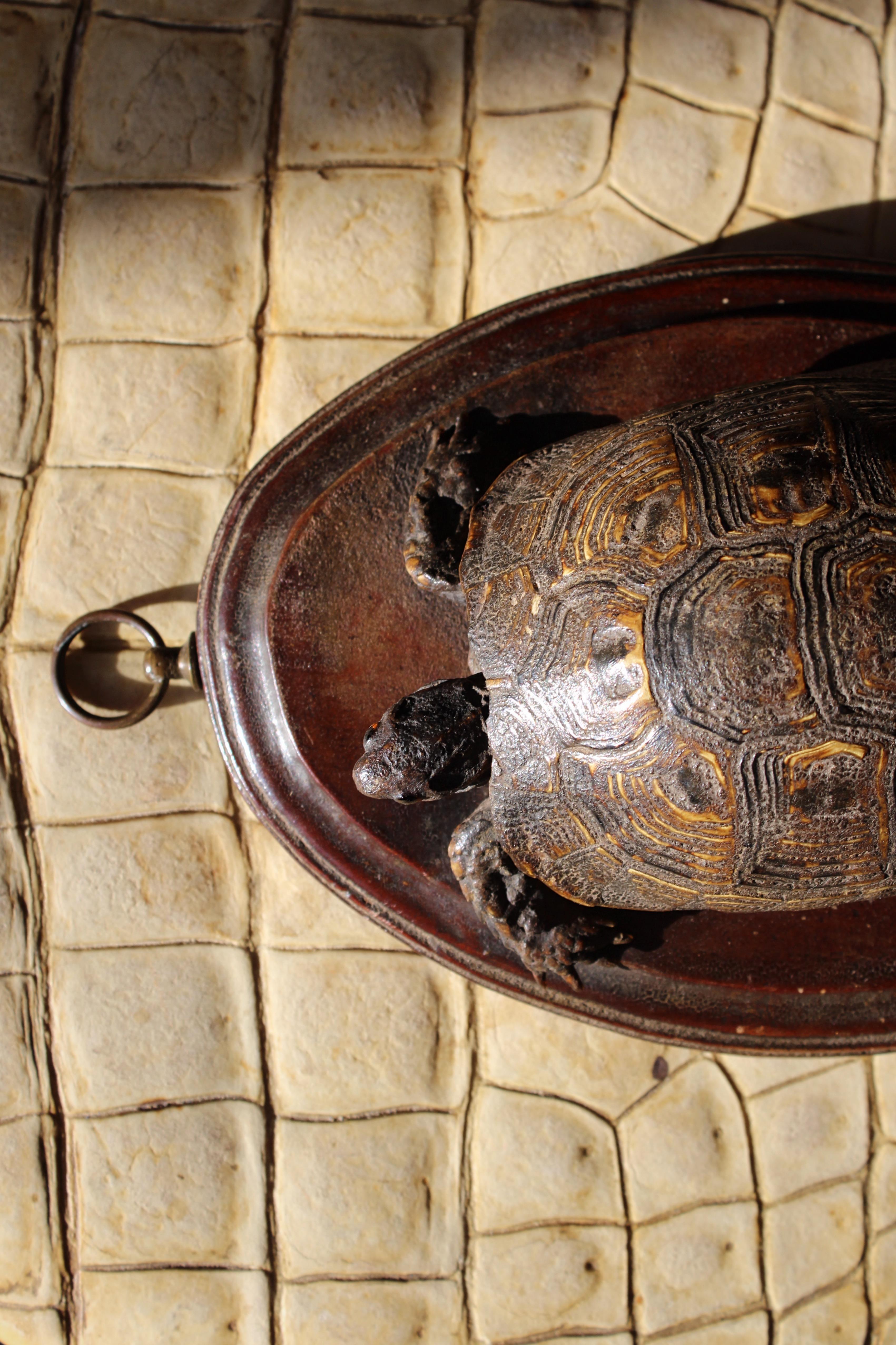 19th Century Early Victorian Tortoise Mount On Oak Oval Taxidermy Curio  For Sale 3